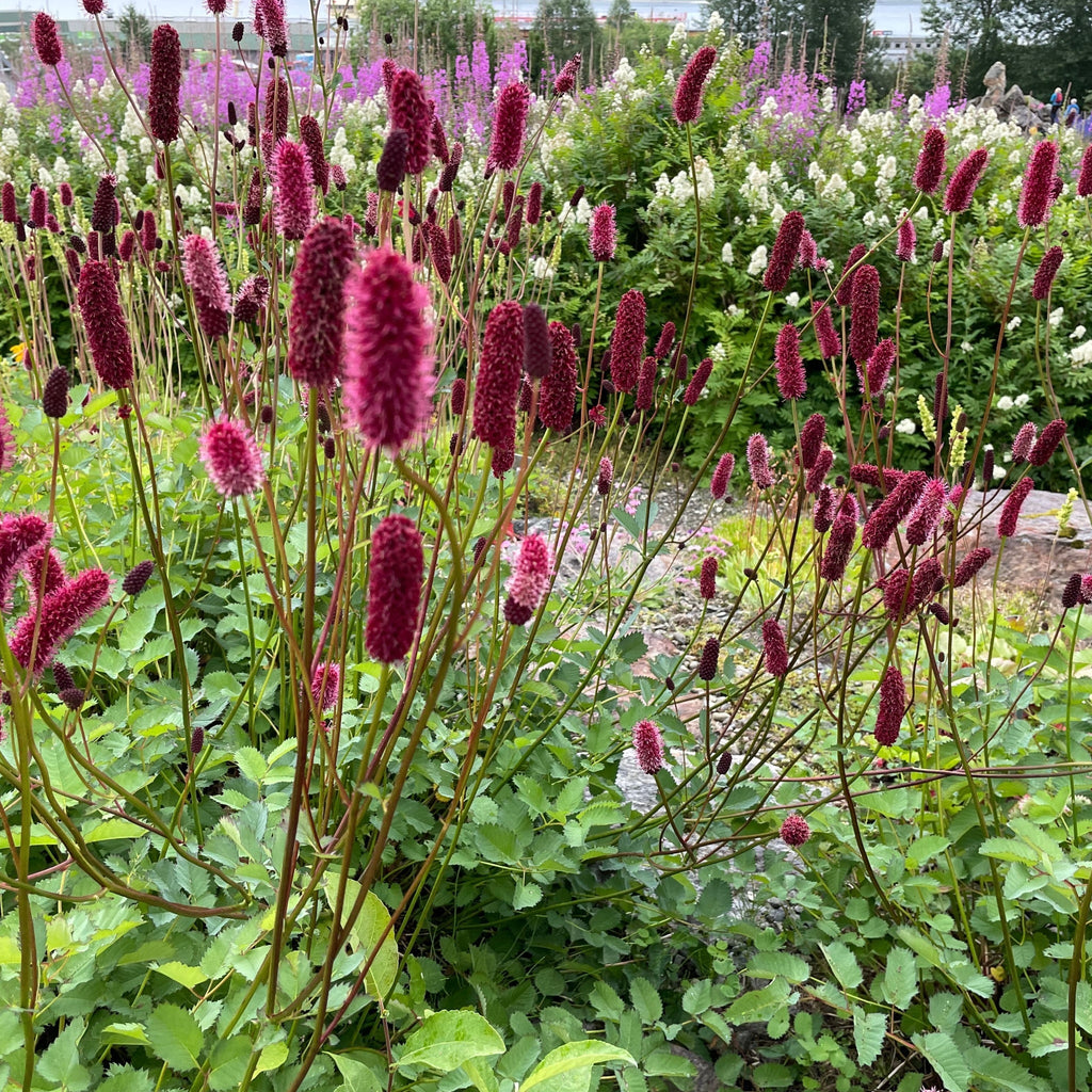 Sanguisorba Menziesii 9cm