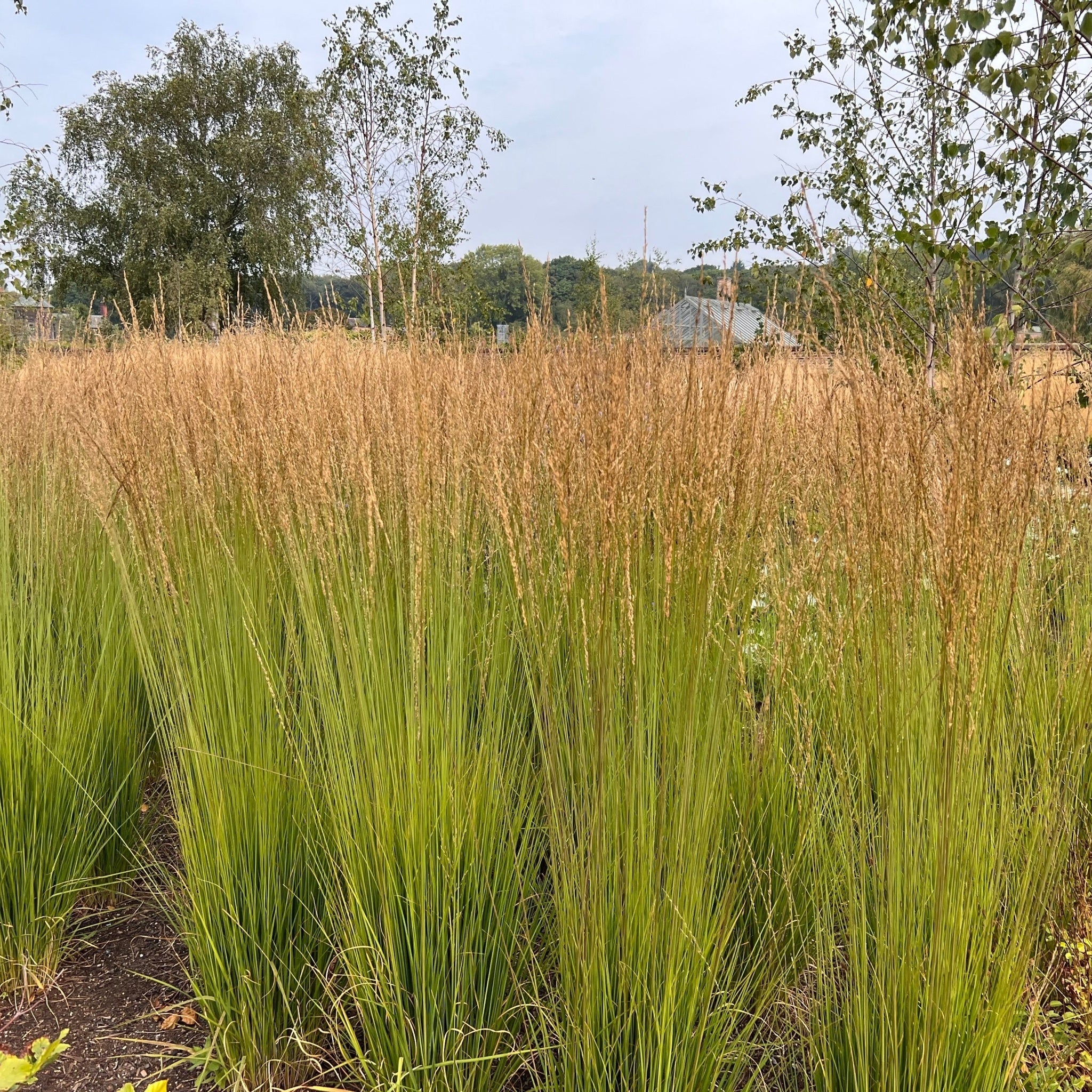 Calamagrostis x acutiflora 'Karl Foerster' 9cm/2L