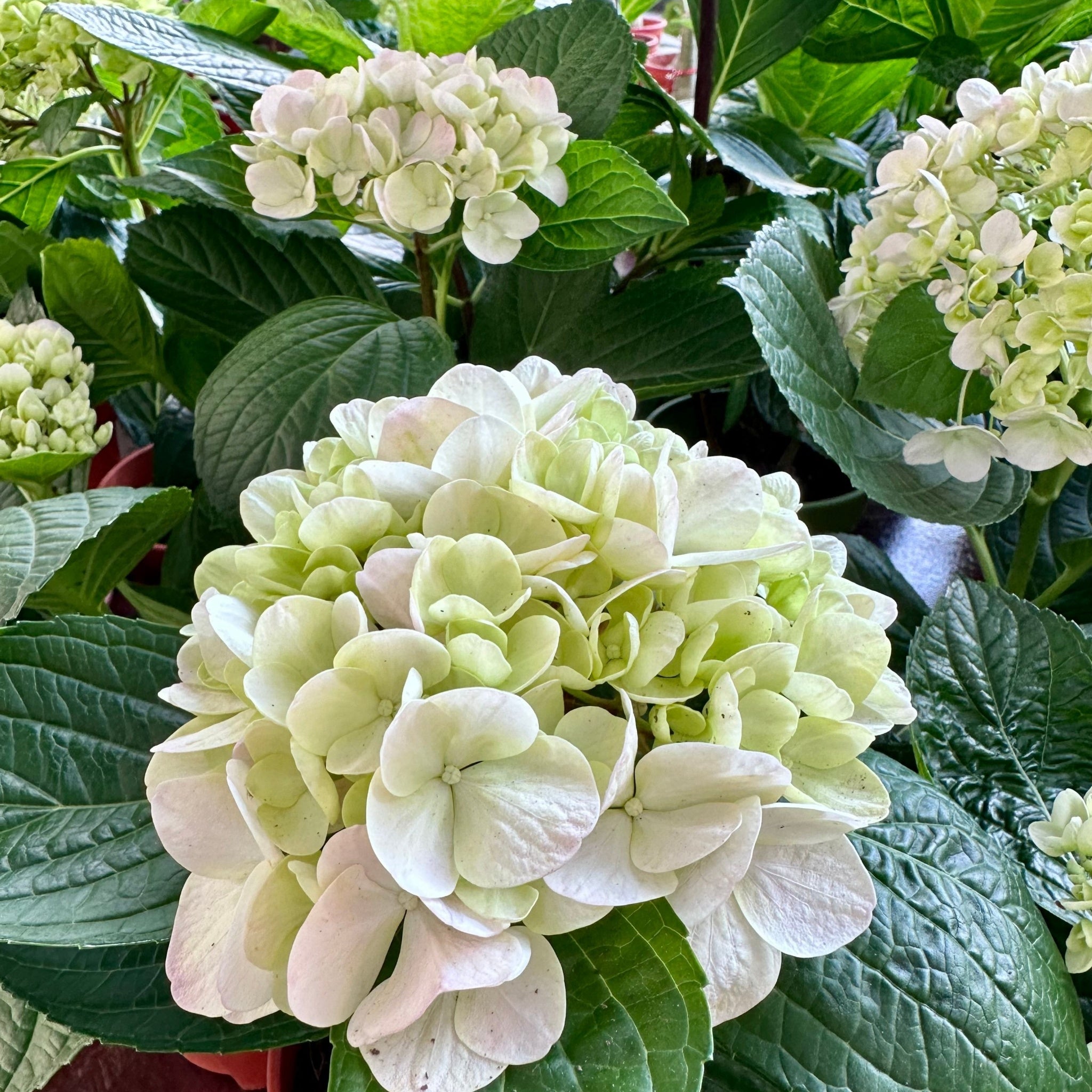 Hydrangea macrophylla 'Madame Emile Mouillere' 9cm