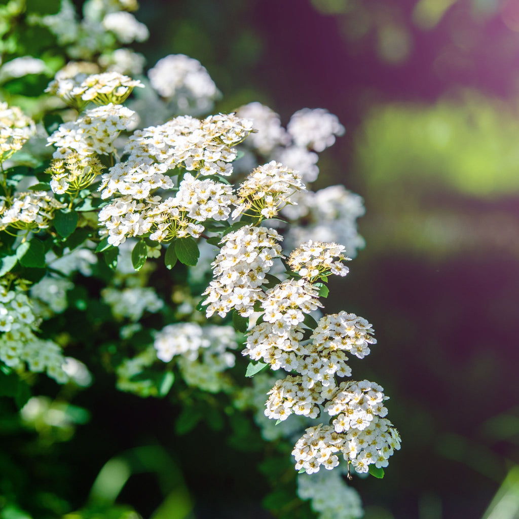 Spiraea japonica 'Albiflora' 2L