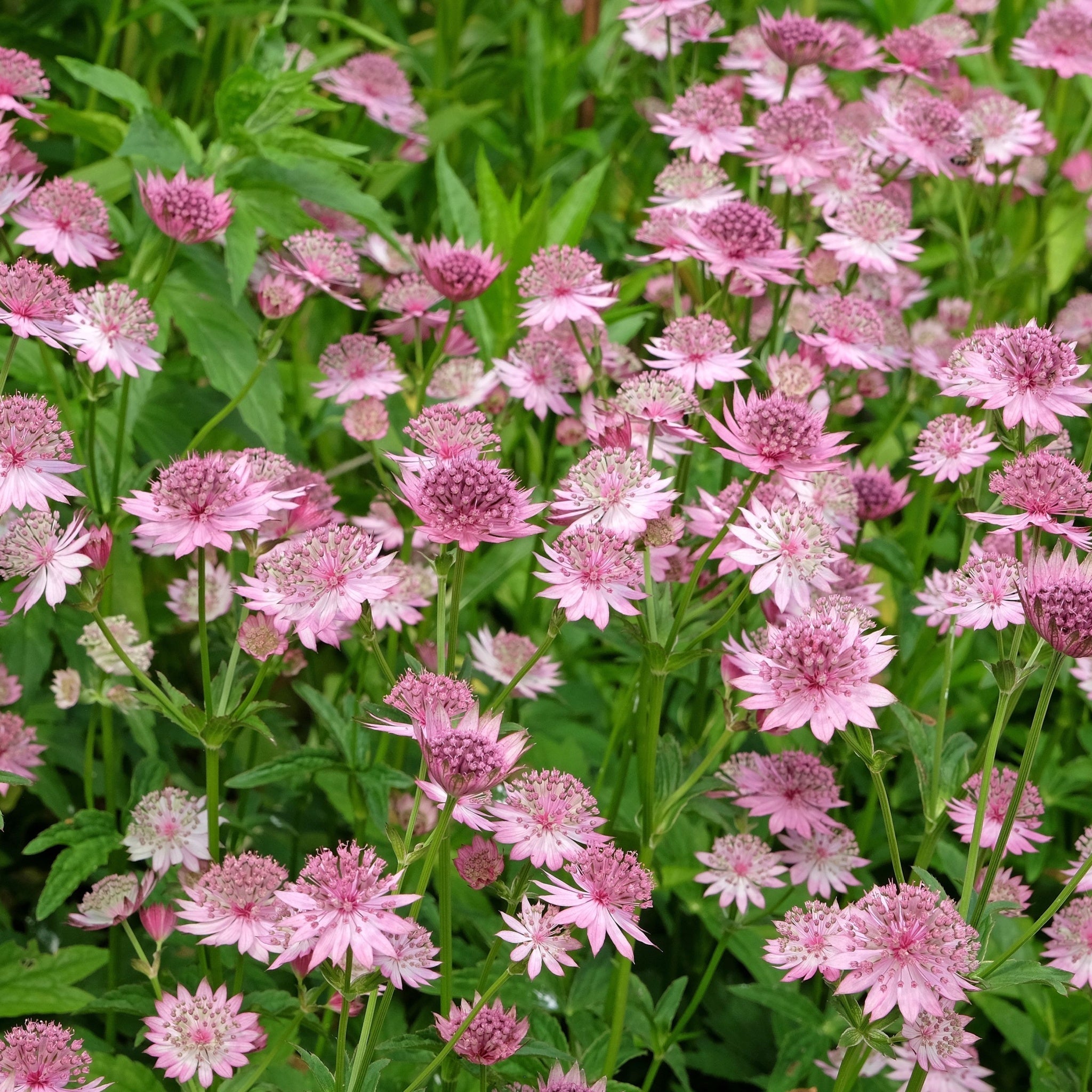 Astrantia Roma 9cm/2L