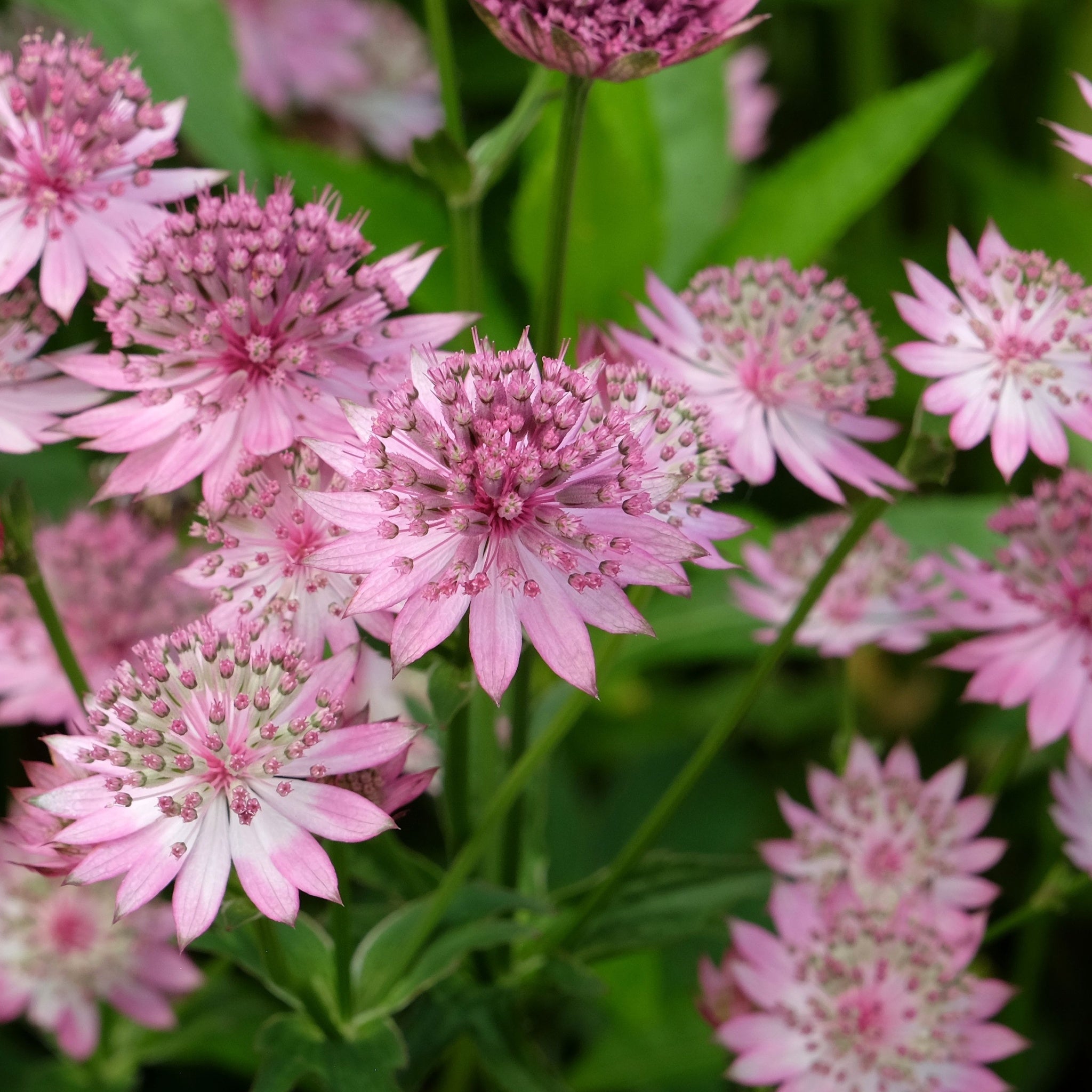 Astrantia Roma 9cm/2L