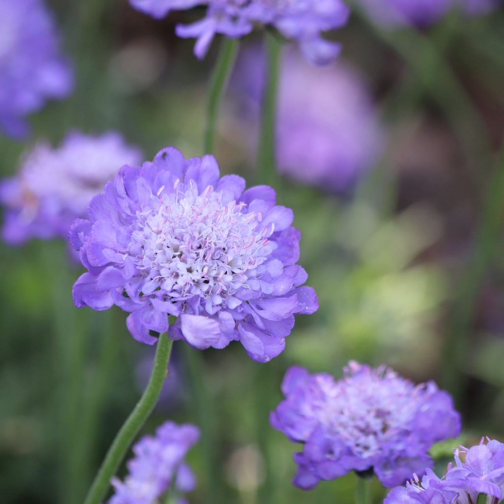 Scabious Butterfly Blue 9cm/2L