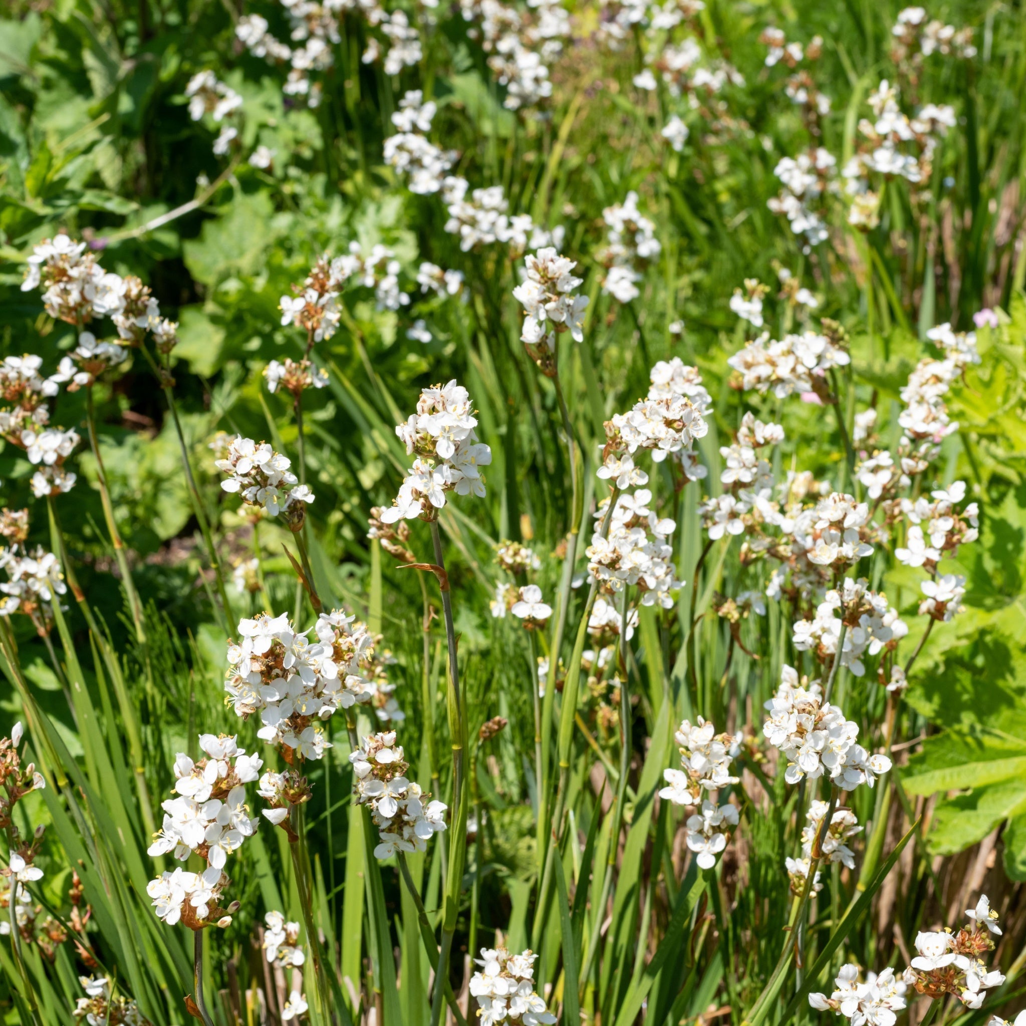 Libertia formosa 9cm/2L