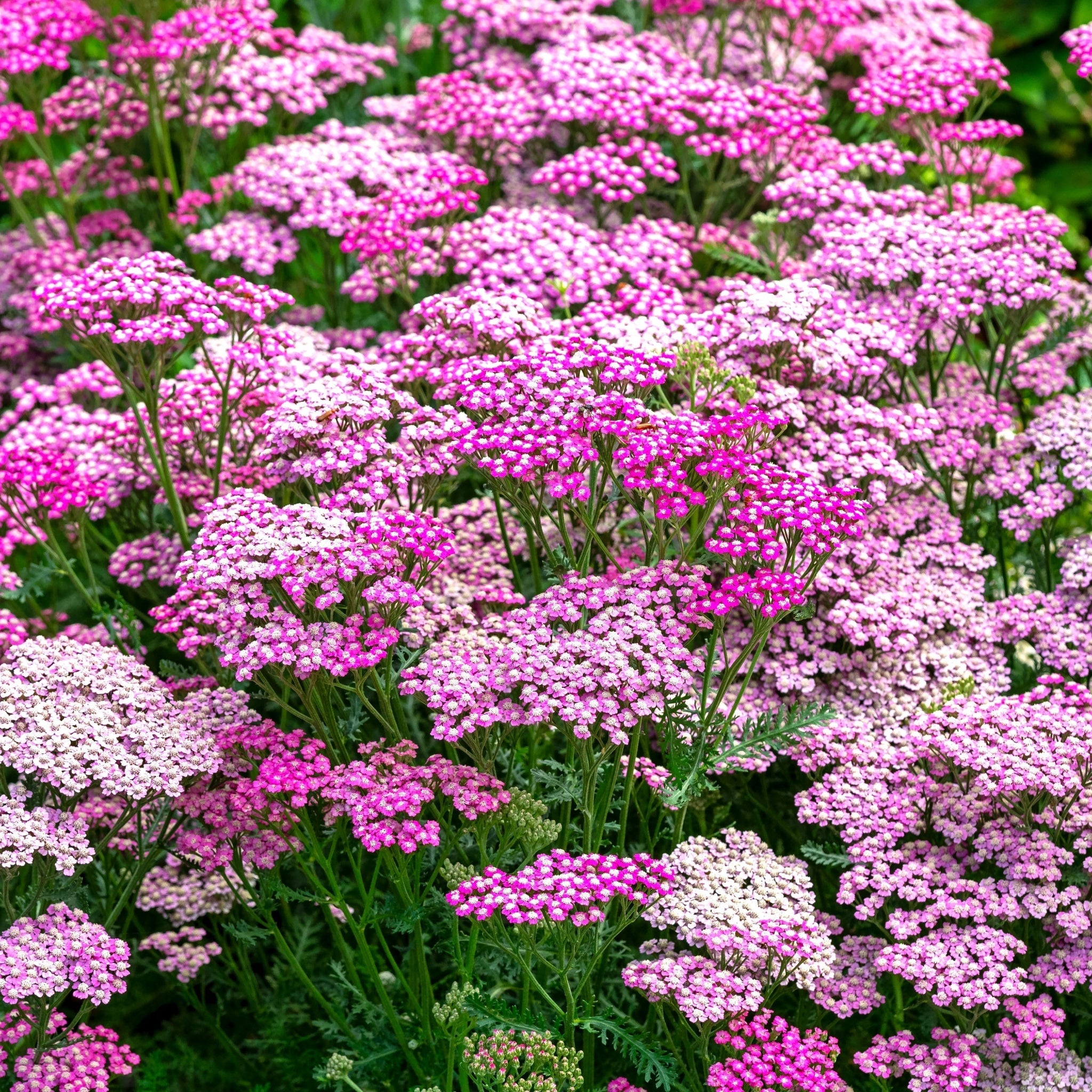 Achillea 'Summer Berries' 3L