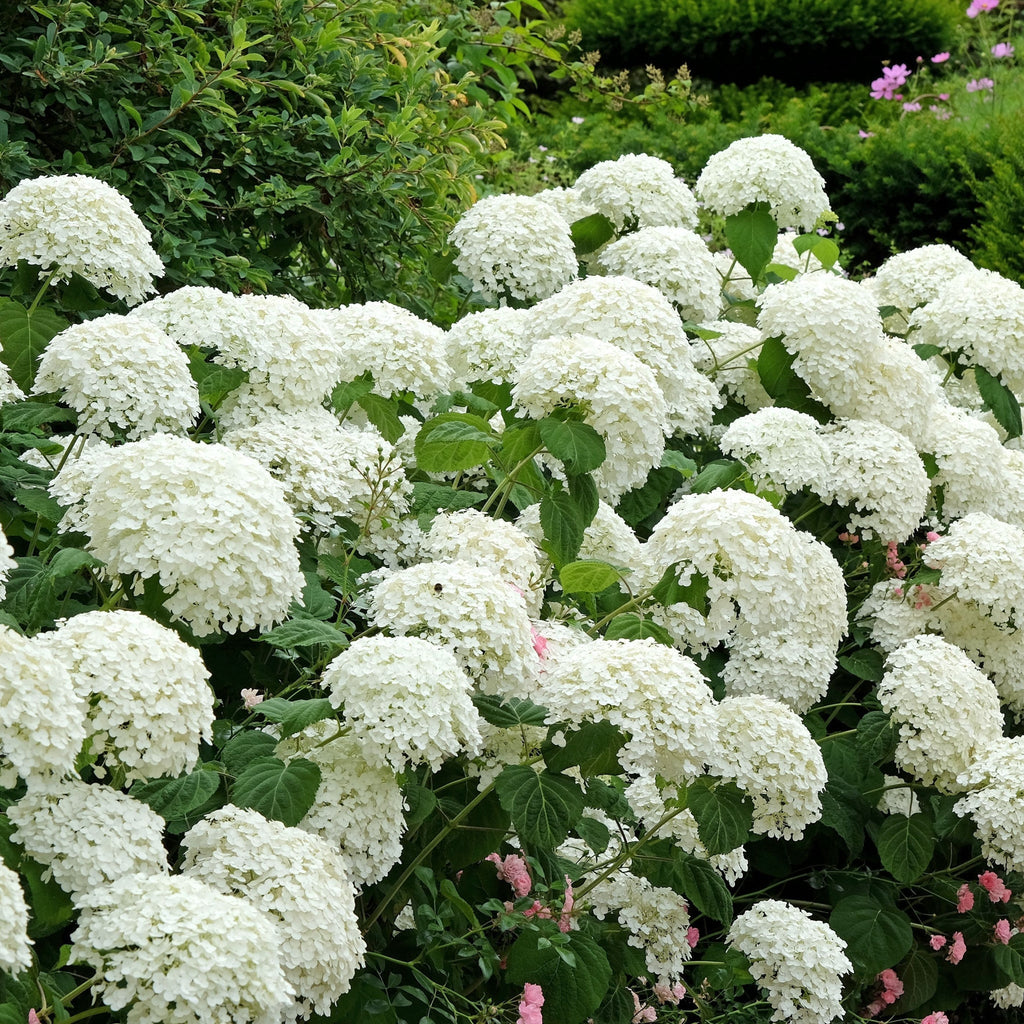 Dwarf Hydrangea arborescens BellaRagazza 'Blanchetta' 3L