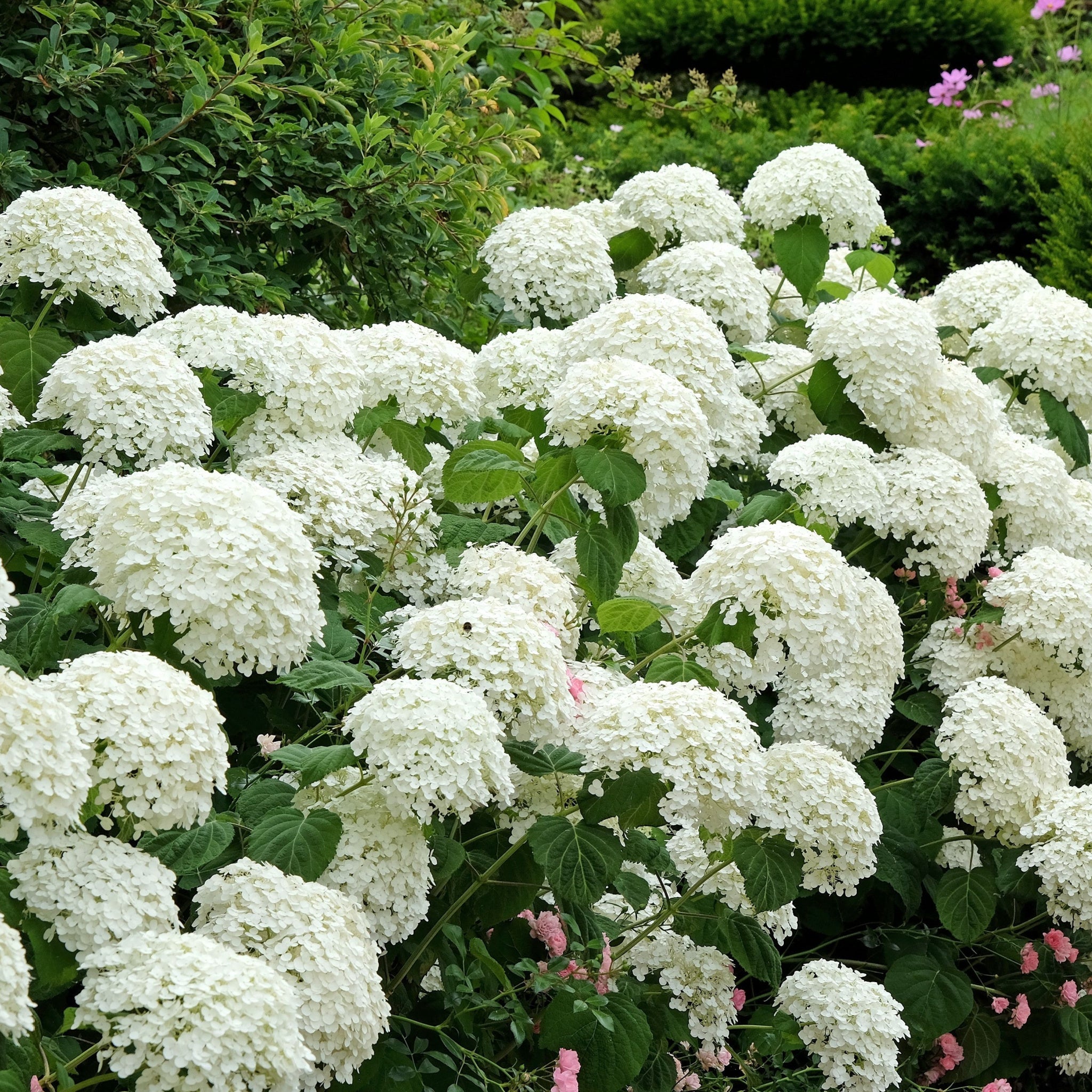Dwarf Hydrangea arborescens BellaRagazza 'Blanchetta' 3L
