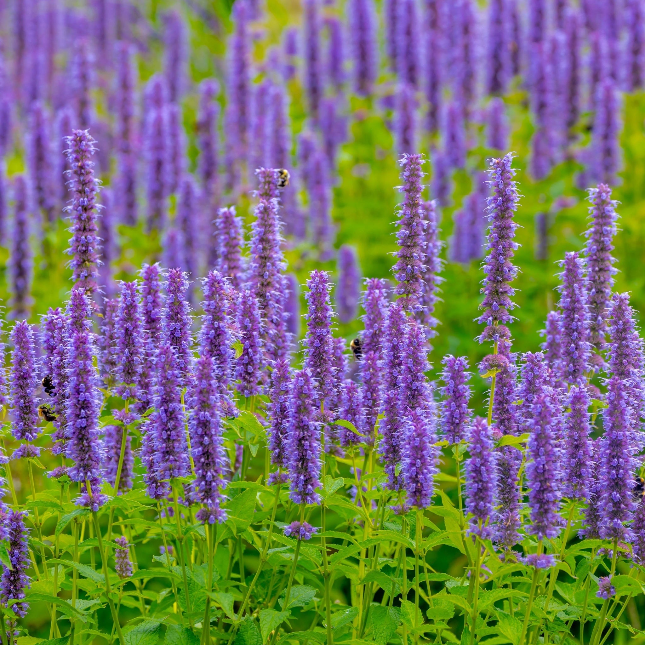 4 x Purple Flowering Perennials – 9cm Pots