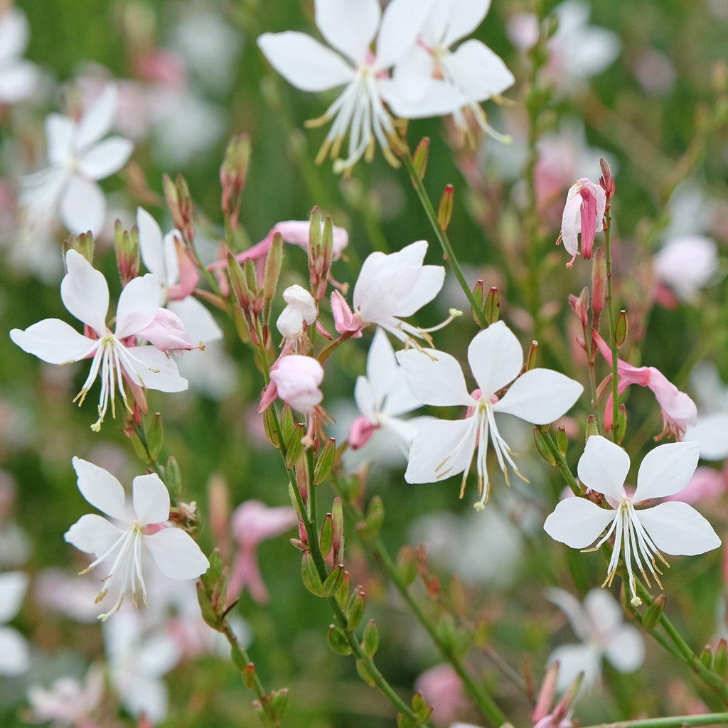 Gaura lindheimeri White 9cm
