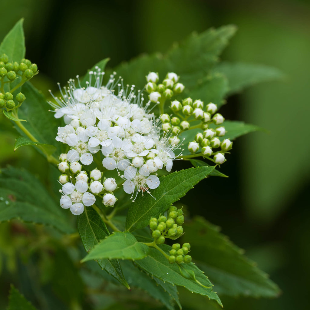 Spiraea japonica 'Albiflora' 2L