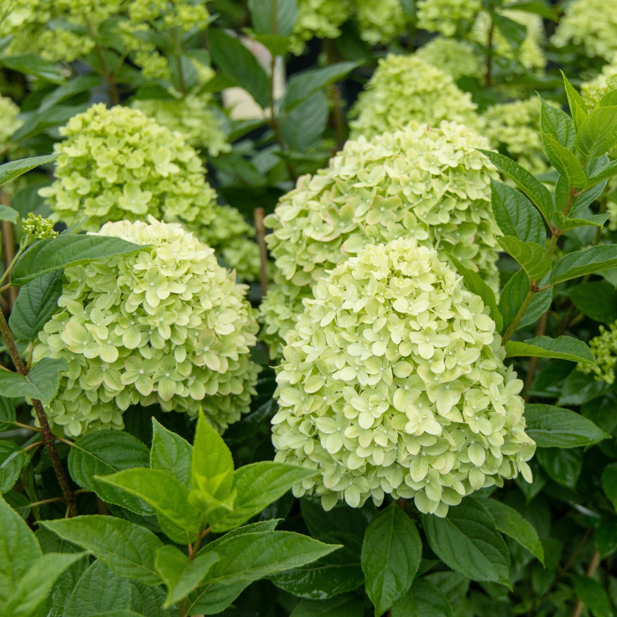Hydrangea paniculata 'Little Spooky' 9cm / 5L