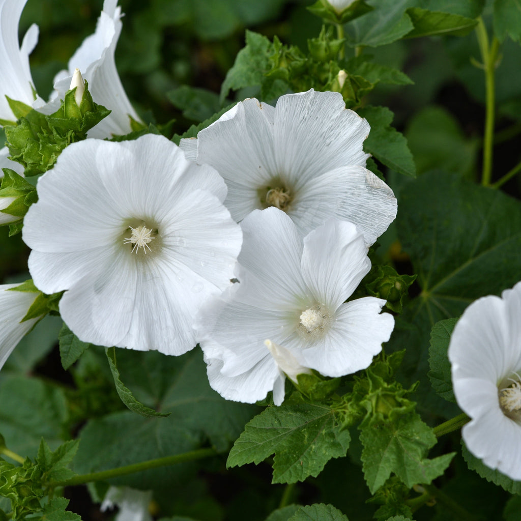 Lavatera 'Marshmallow Ice White' 9cm (PRE ORDER WEEK 30 2025)