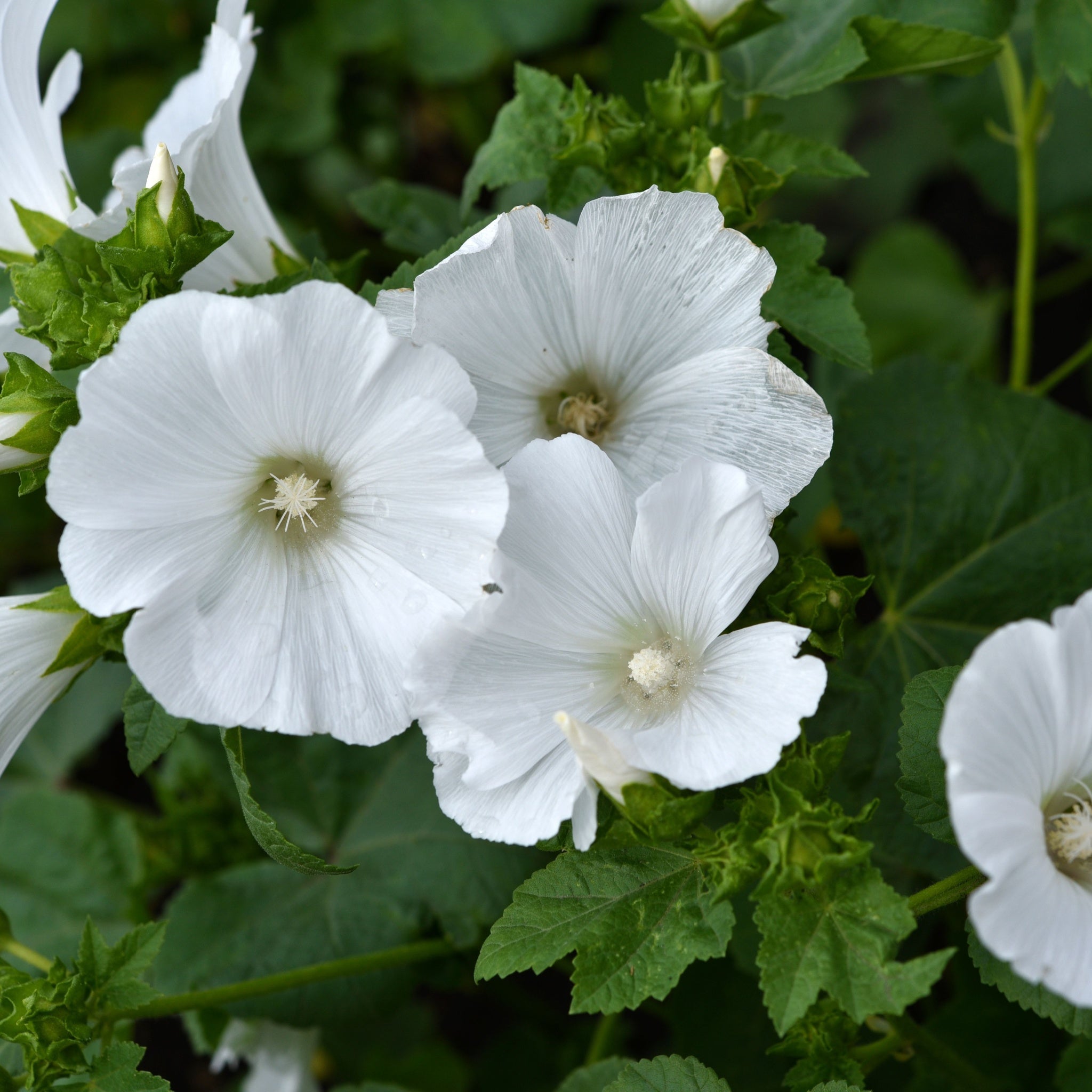 Lavatera 'Marshmallow Ice White' 9cm (PRE ORDER WEEK 30 2025)