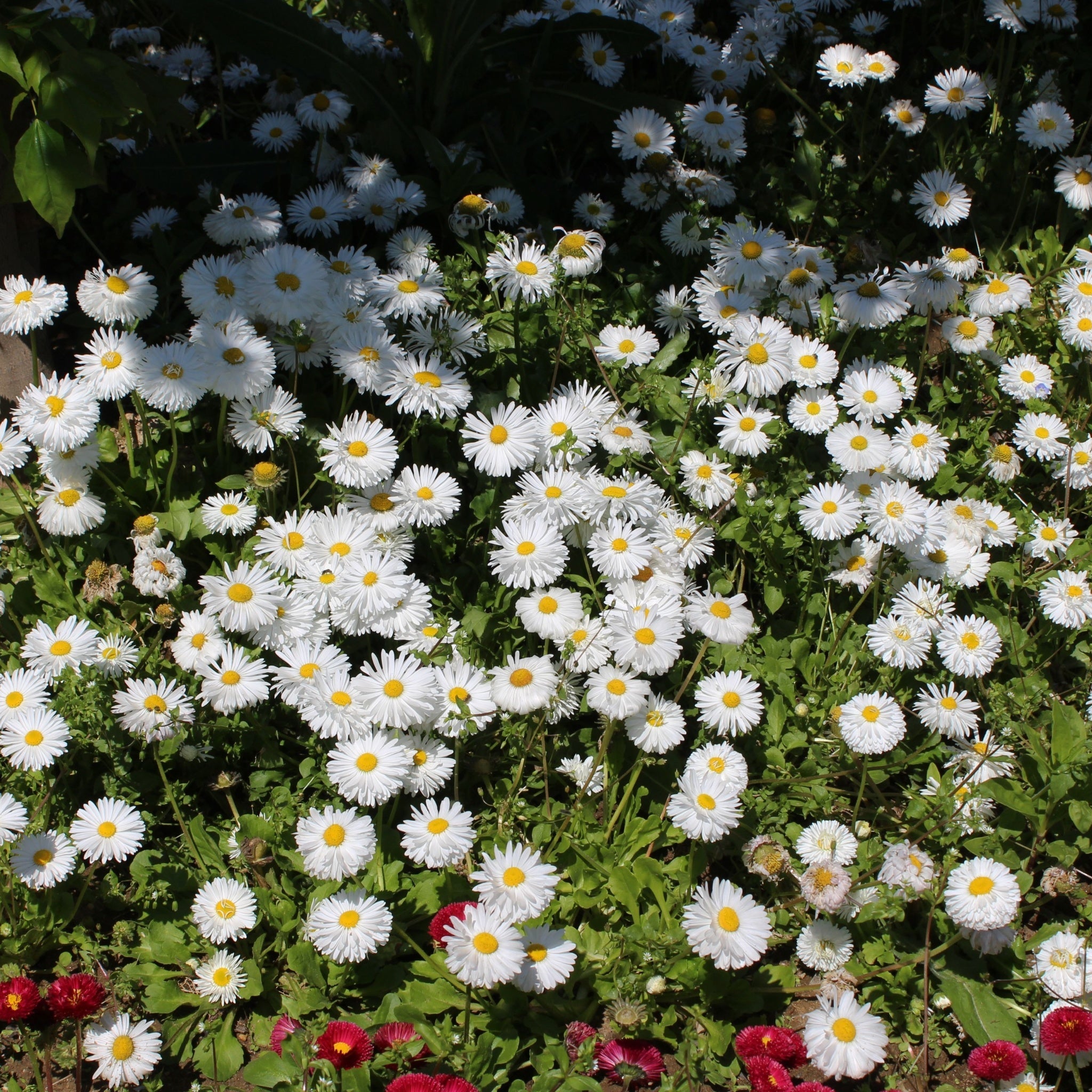 Aster ageratoides 'Starshine' 9cm