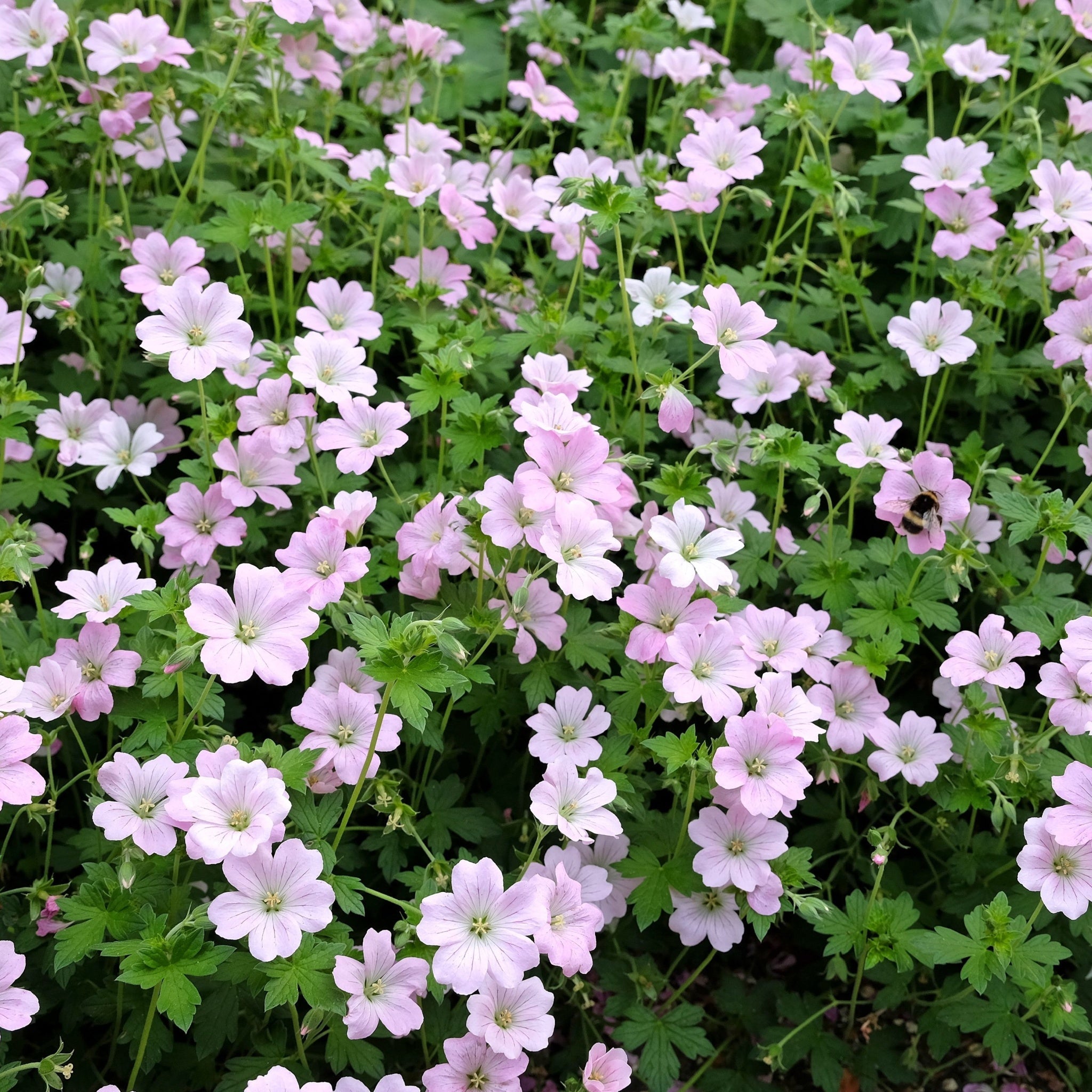 Geranium 'Dreamland' 9cm/2L