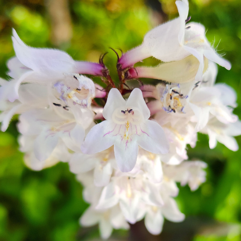Penstemon 'Snow Storm' 9cm