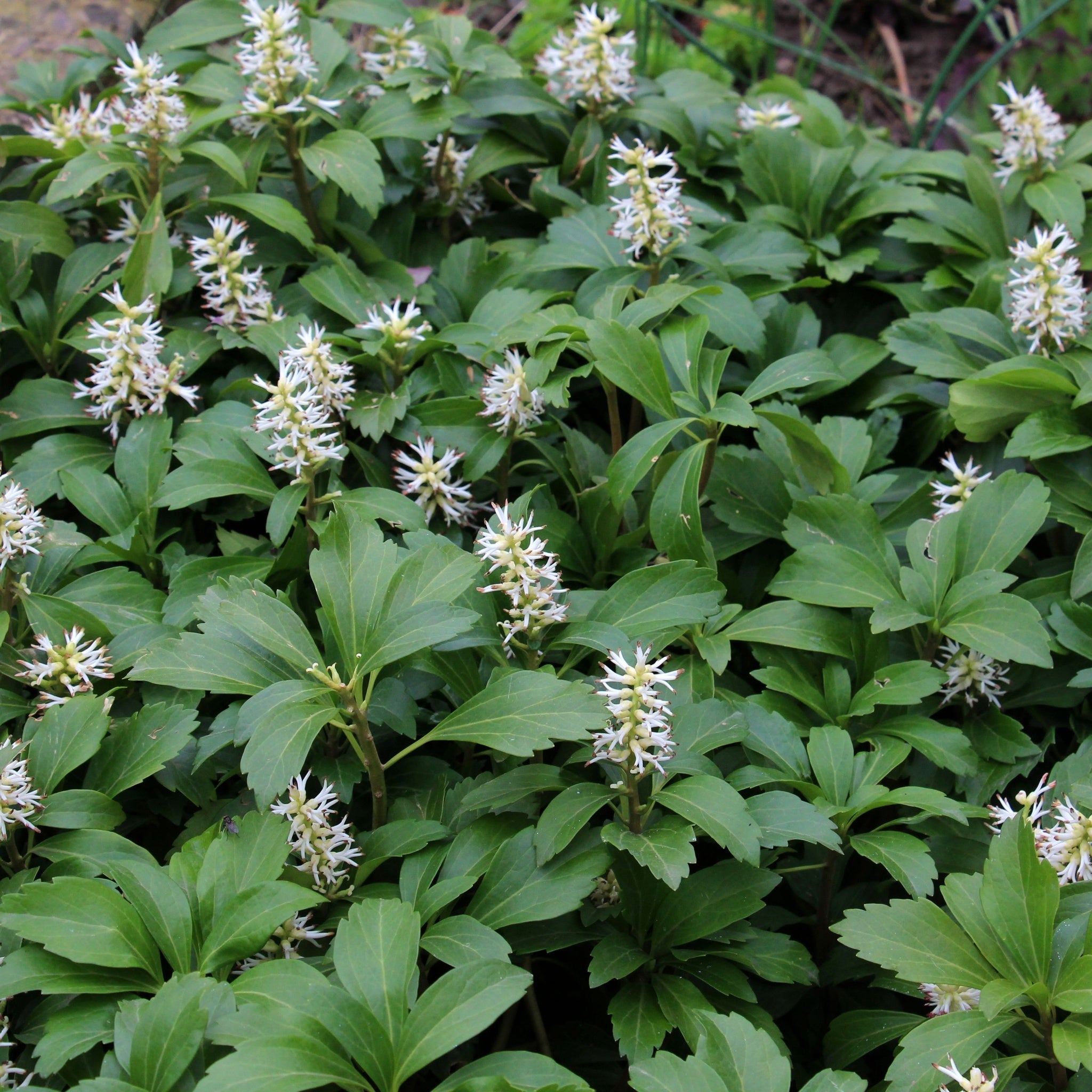 Pachysandra terminalis 9cm / 2L