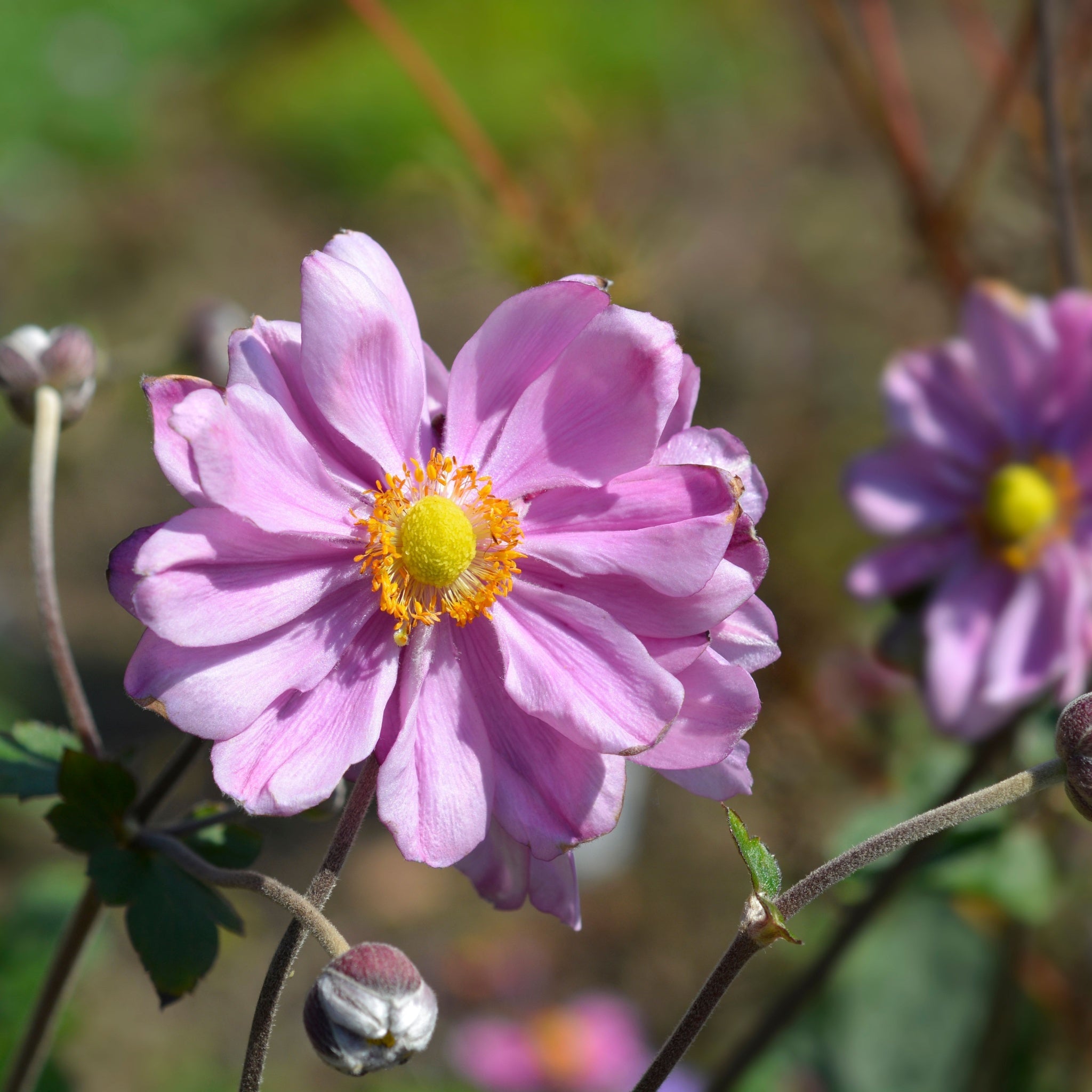 Anemone hybrida Queen Charlotte 9cm Pot