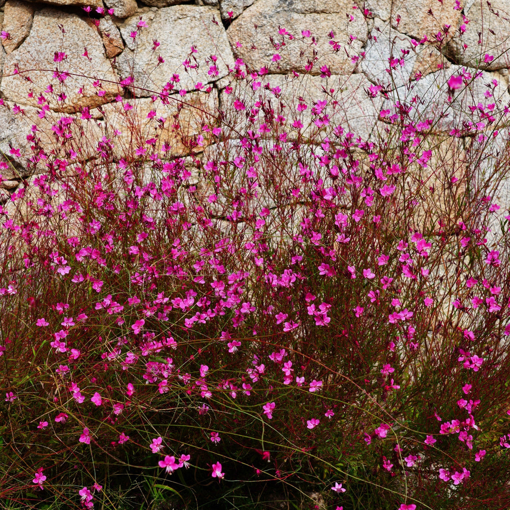 Gaura lindheimeri 'Pink Bouquet' 9cm / 2L