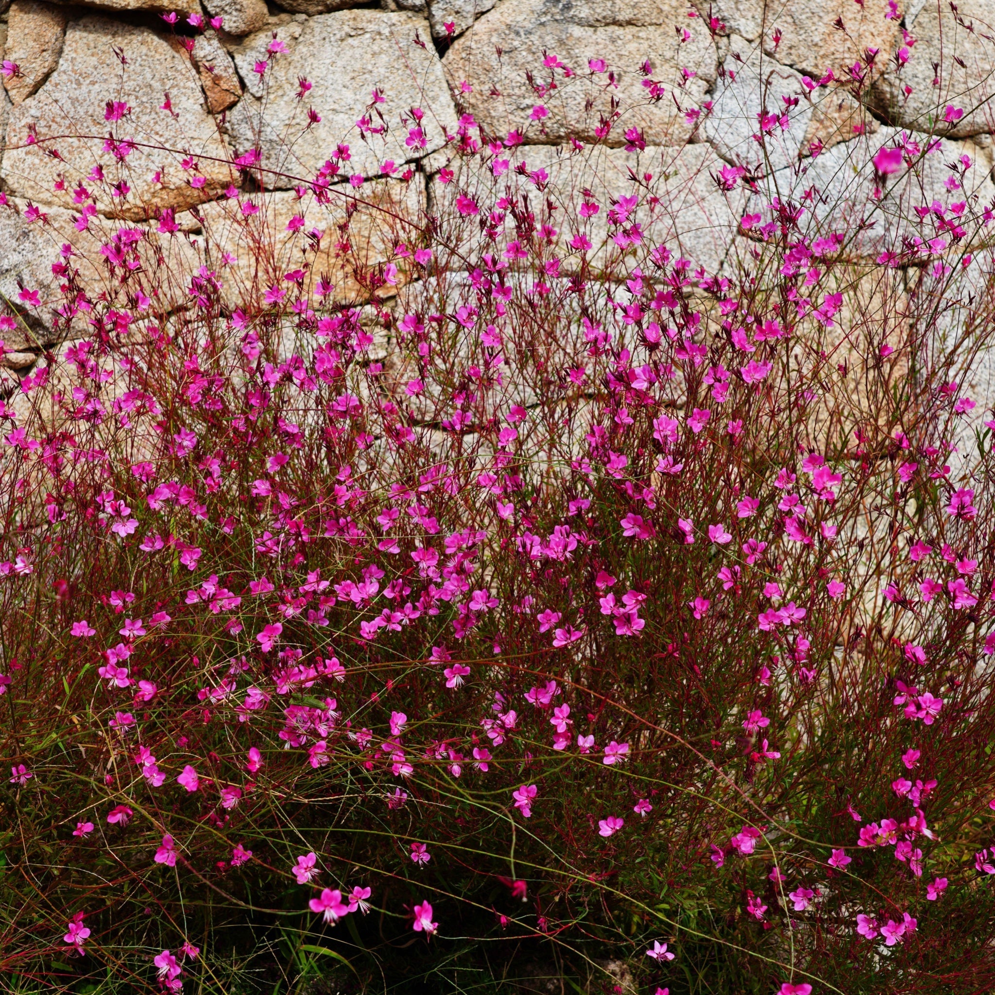 Gaura lindheimeri 'Pink Bouquet' 9cm / 2L
