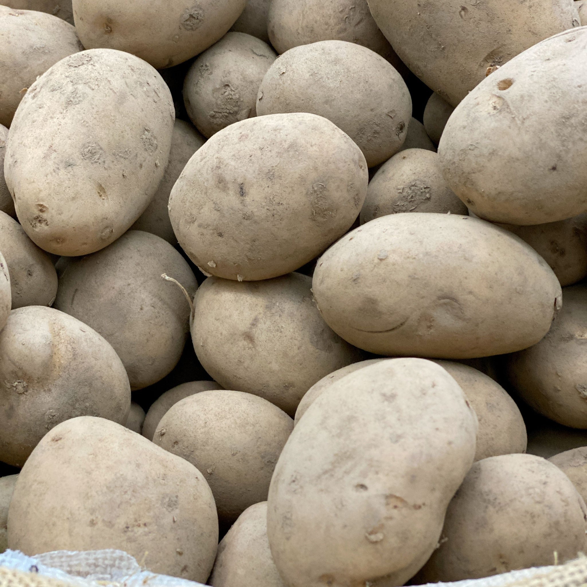 Maris Peer Seed Potatoes 2KG