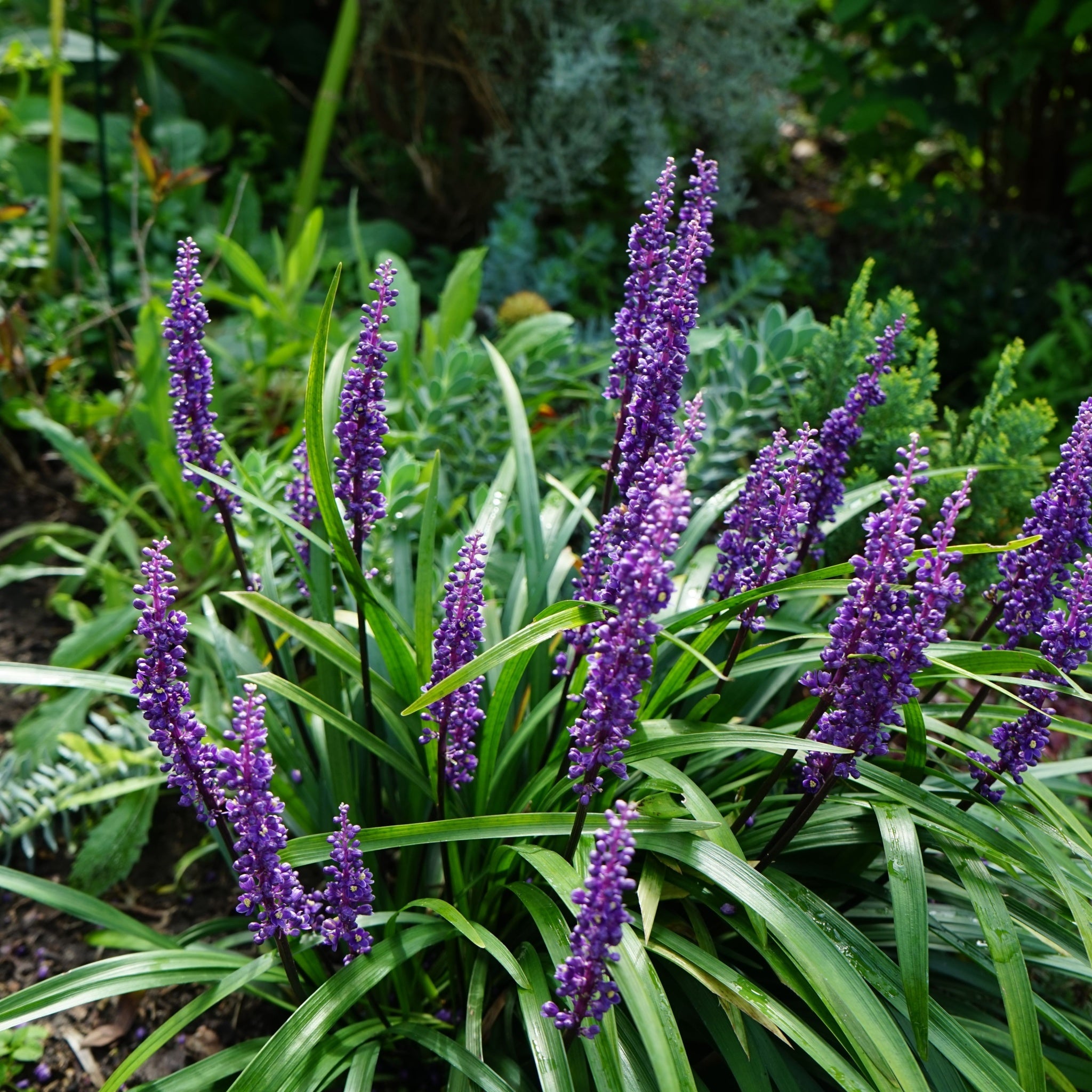 Liriope muscari 'MoneyMaker' 1L
