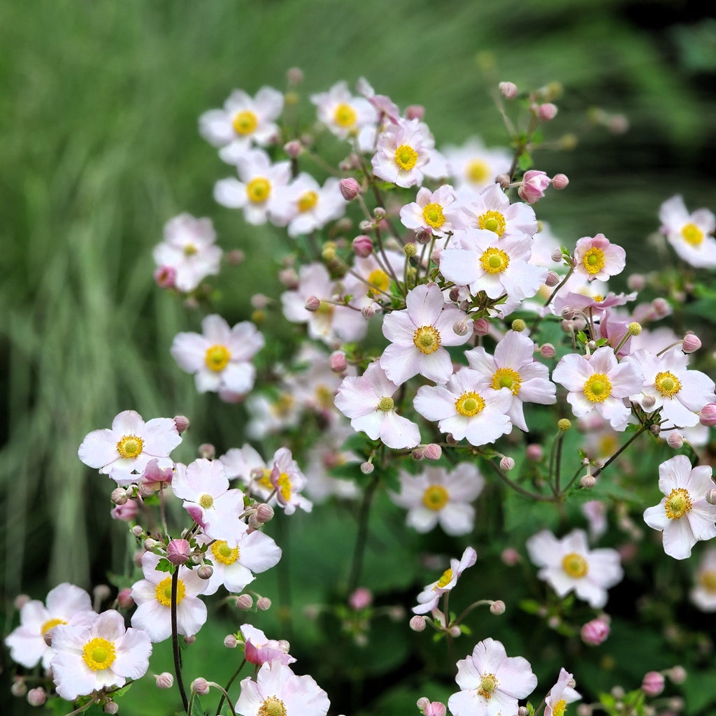 Chloe's Season Long Colour Mix (6x9cm Pots)