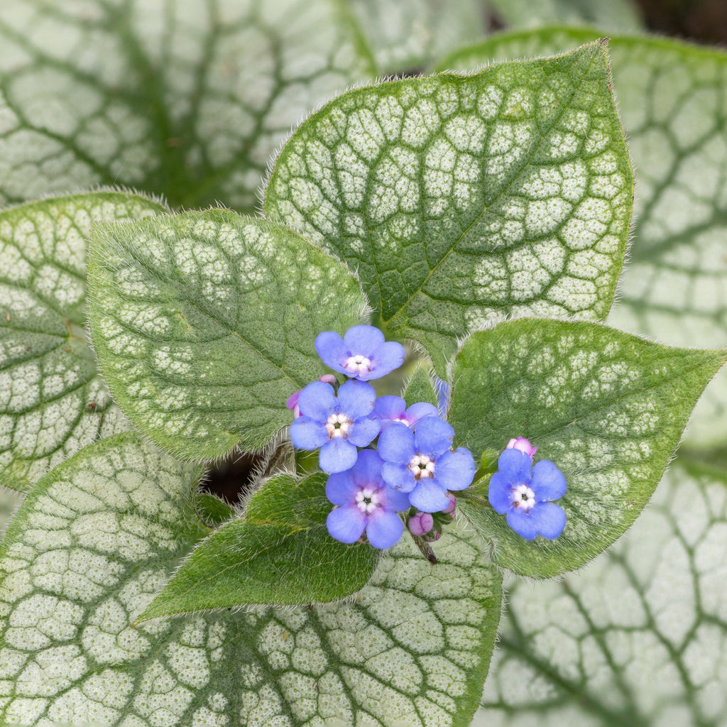 Brunnera Macrophylla Alexandria 2L