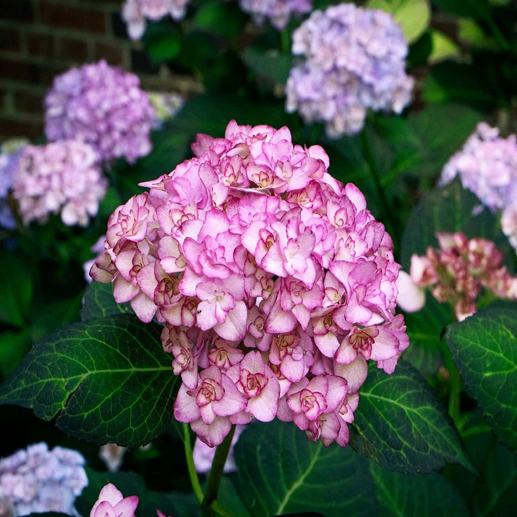 Hydrangea macrophylla 'Miss Saori' 9cm