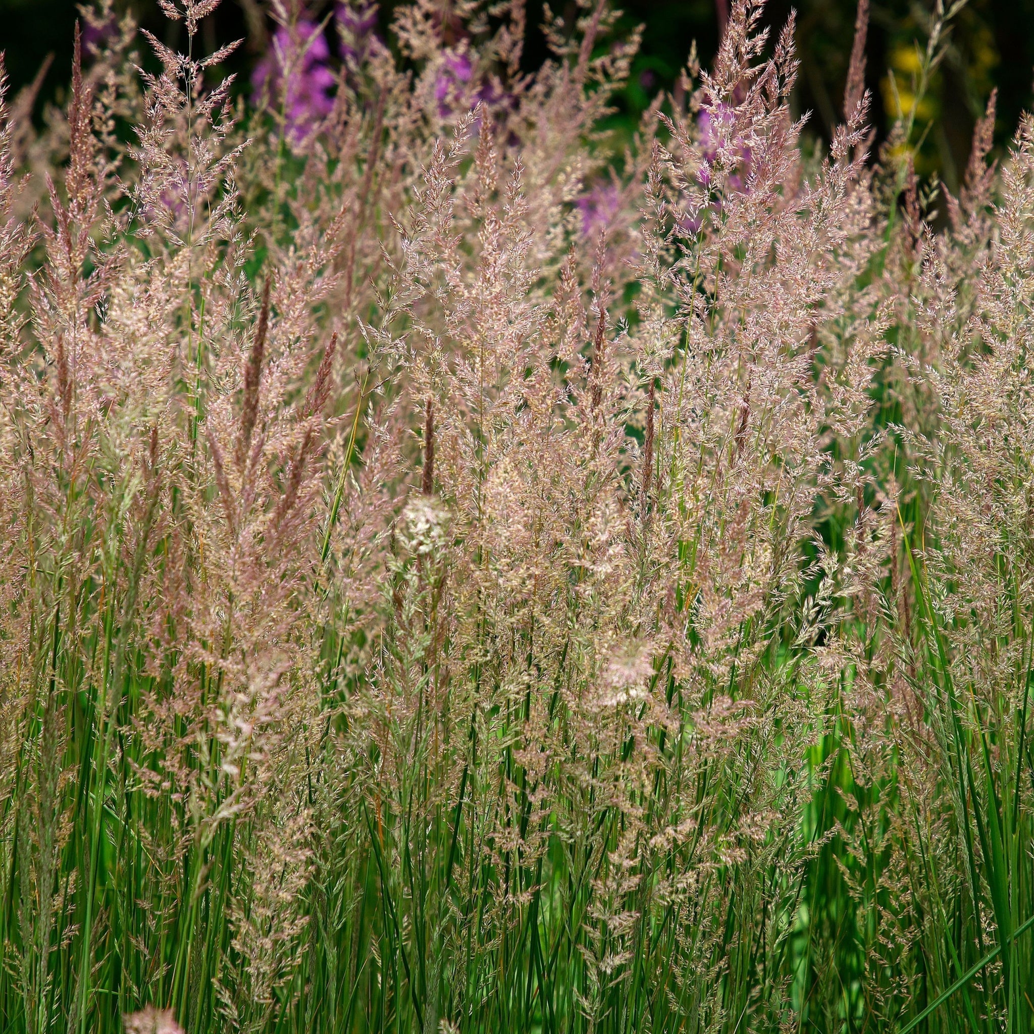 Calamagrostis x acutiflora 'Karl Foerster' 9cm/2L