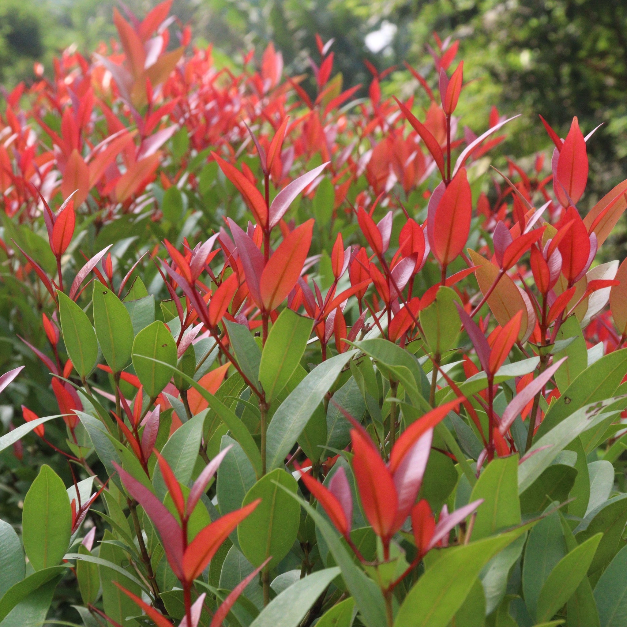 Leucothoe fontanesiana 'Little Flames' 2L