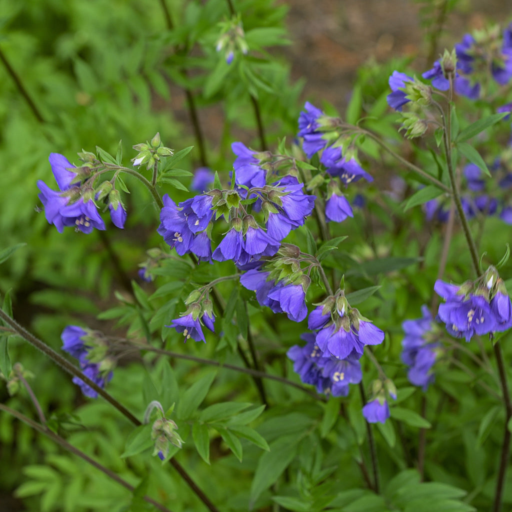 Polemonium 'Heaven Scent' (Jacobs Lader)  9cm/2L