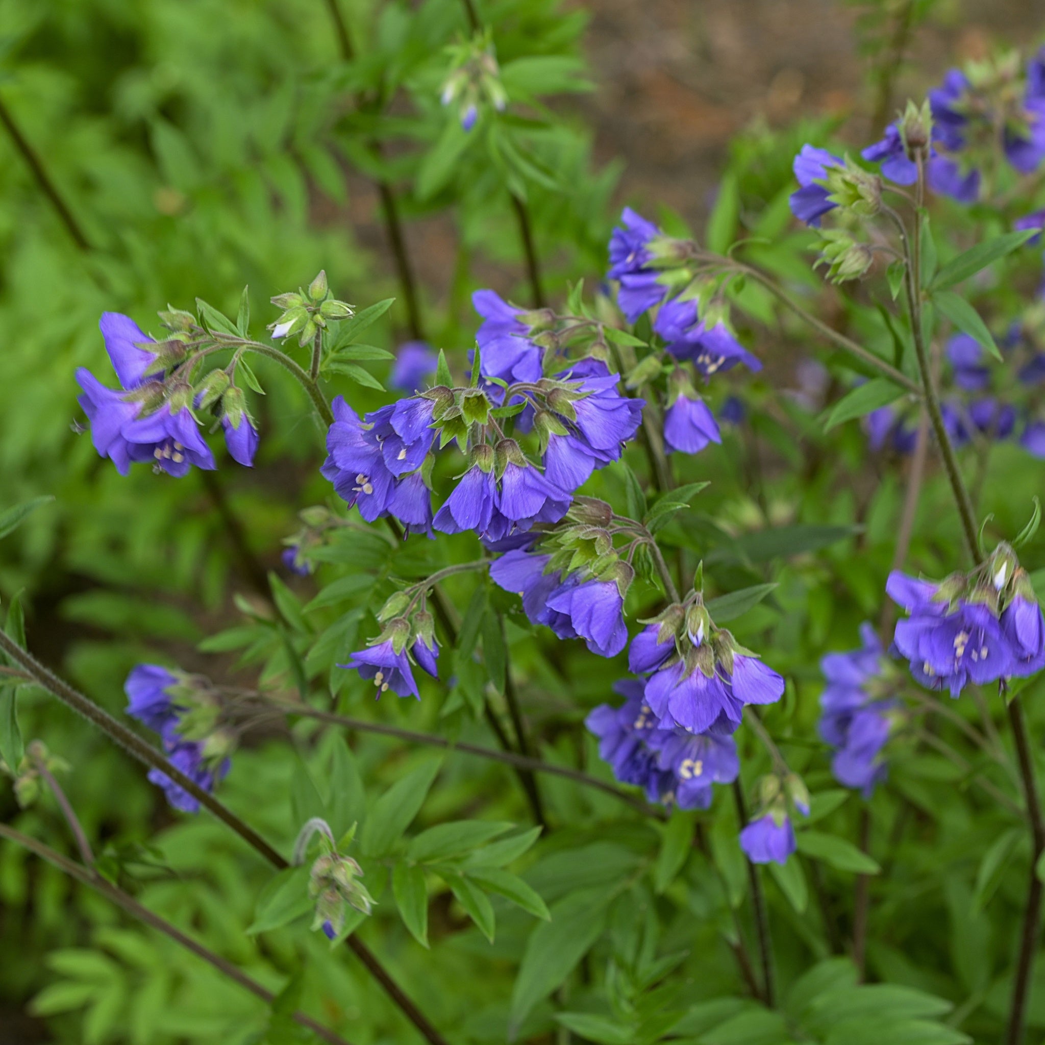 Polemonium 'Heaven Scent' (Jacobs Lader)  9cm/2L