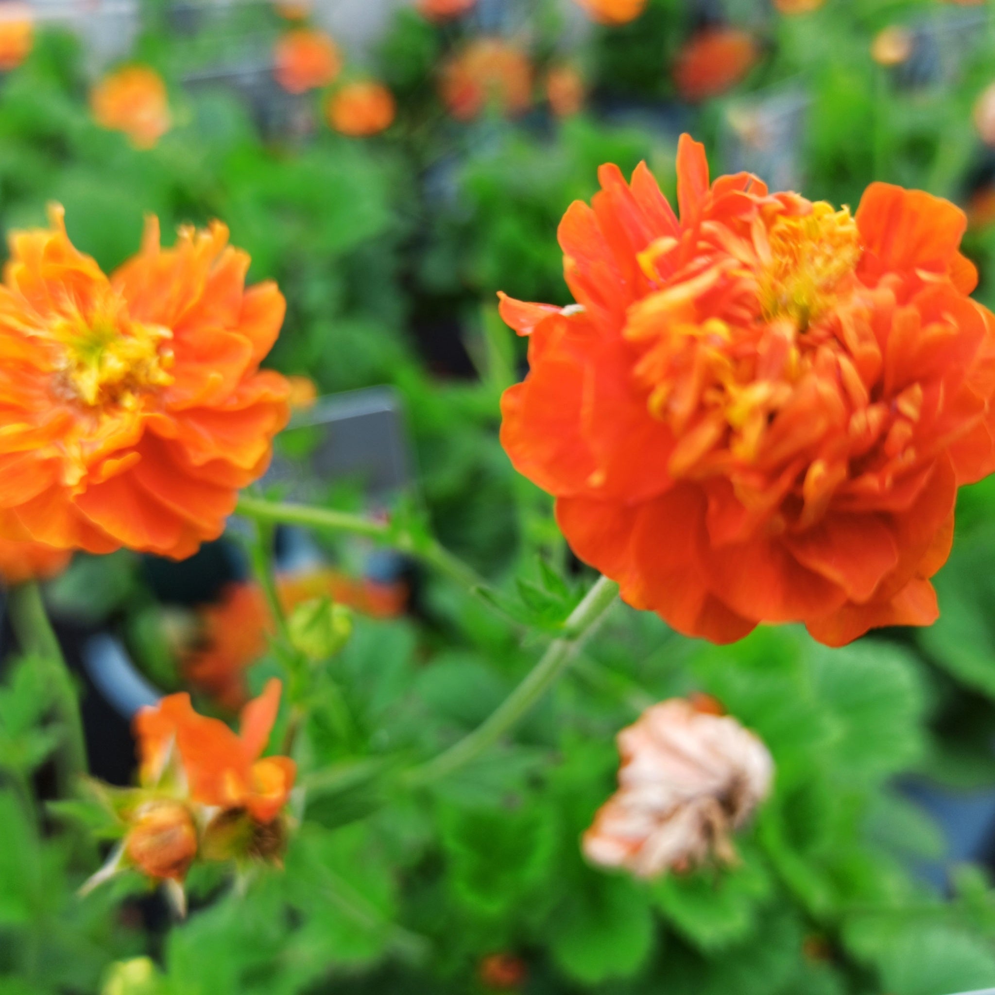 Geum 'Orange Pumpkin' 2L