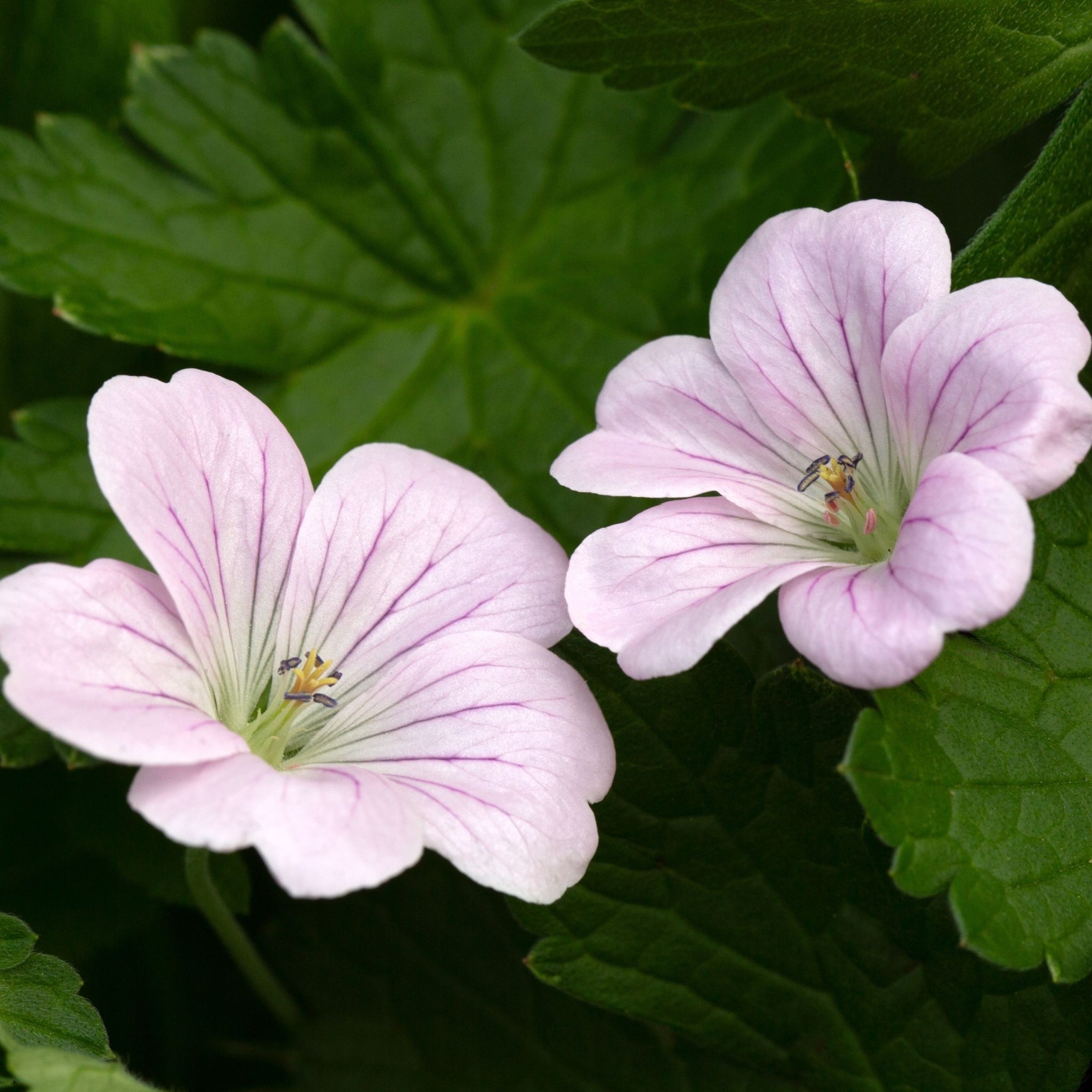 Geranium 'Dreamland' 9cm/2L
