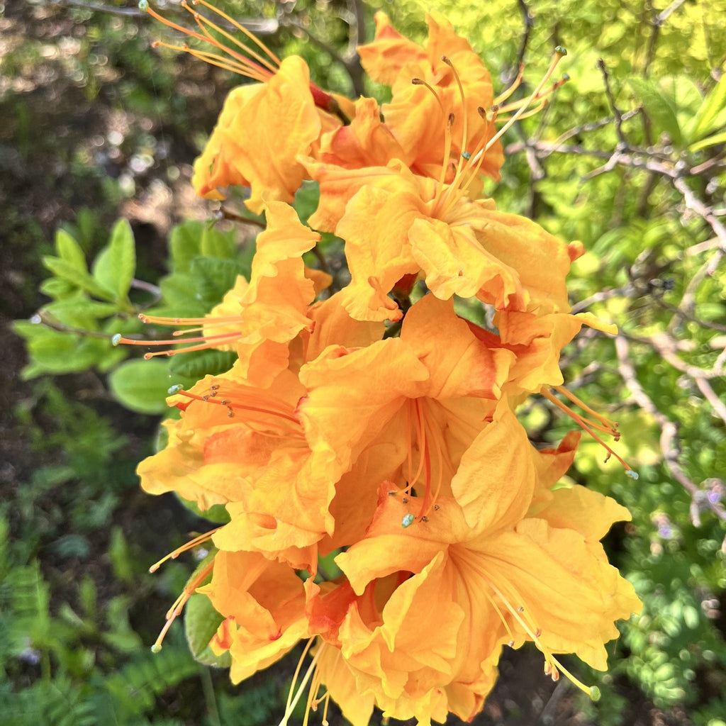 Azalea knaphill 'Golden Eagle' 5L (80-90cm inc. pot)
