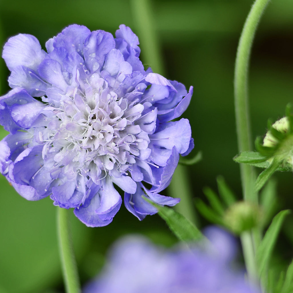 Scabious 'Flutter Deep Blue' 2L