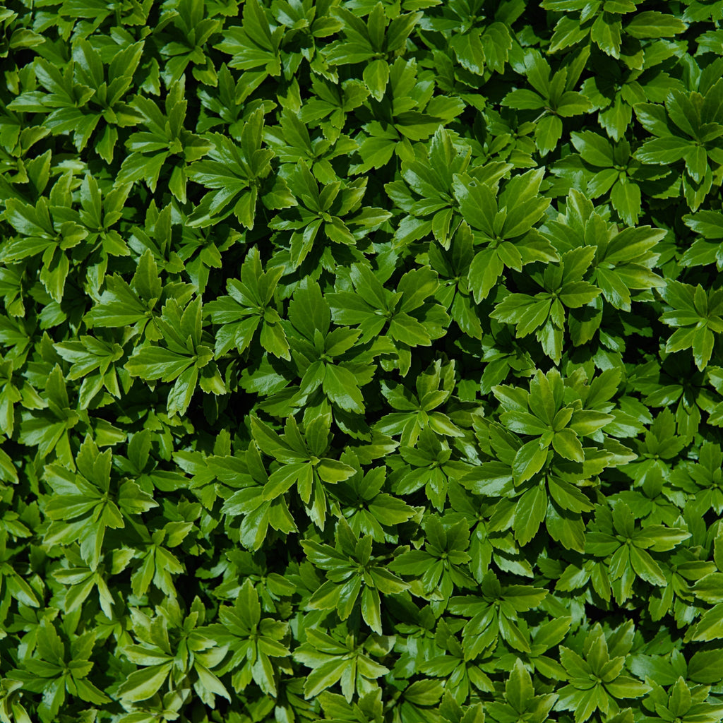 Pachysandra terminalis 'Green Carpet' 9cm