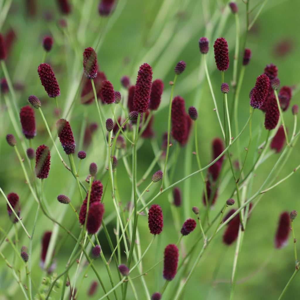 Sanguisorba Proud Mary 2L