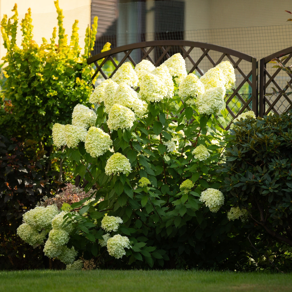 Hydrangea paniculata 'Little Fresco' 5L