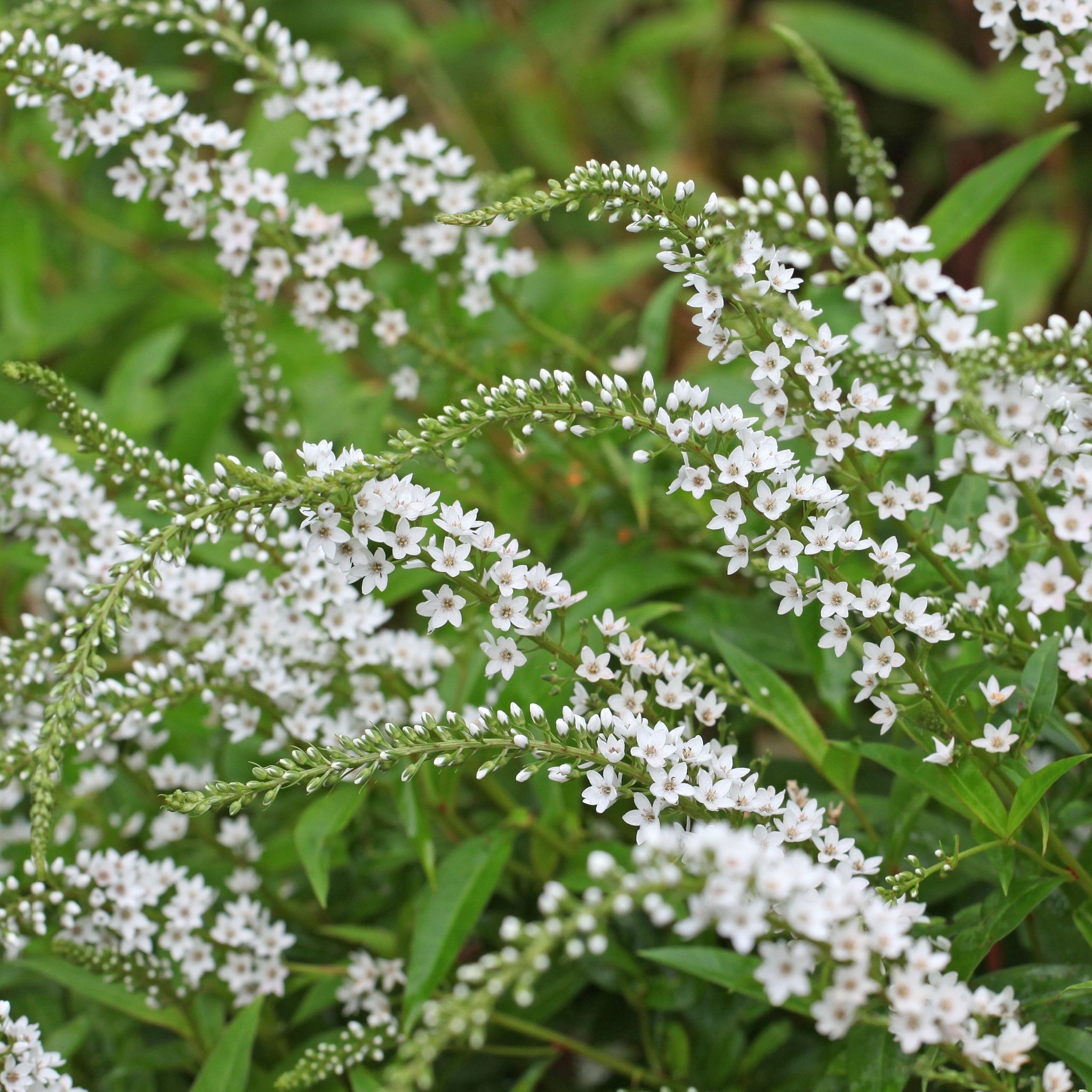 Lysimachia clethroides 9cm