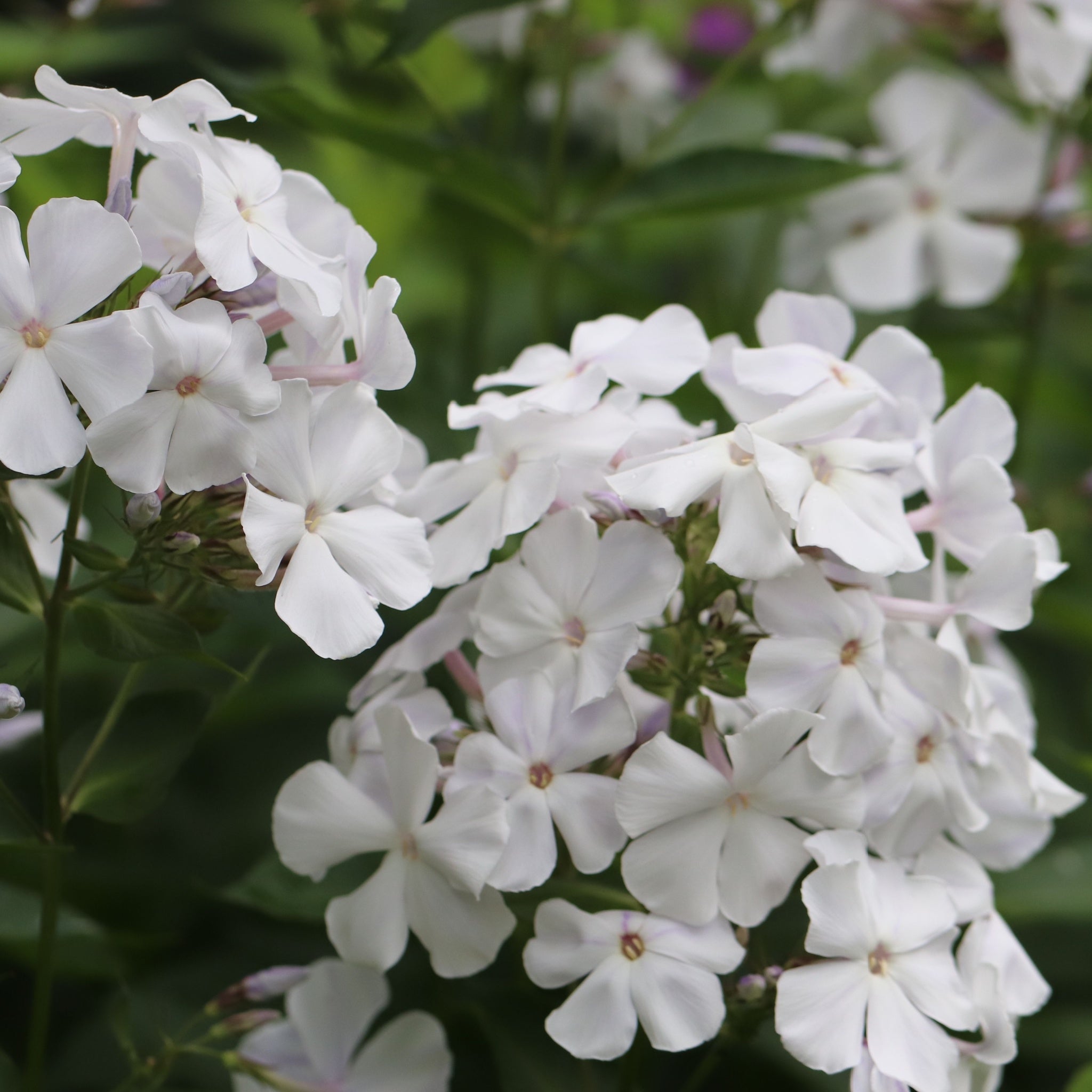 Phlox paniculata Summer White 9cm Pot