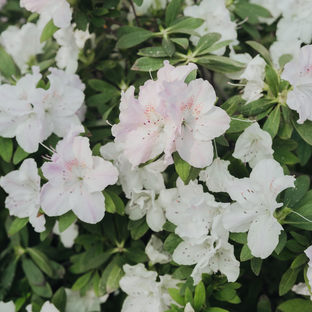 Azalea 'Hendrik's White' 2L