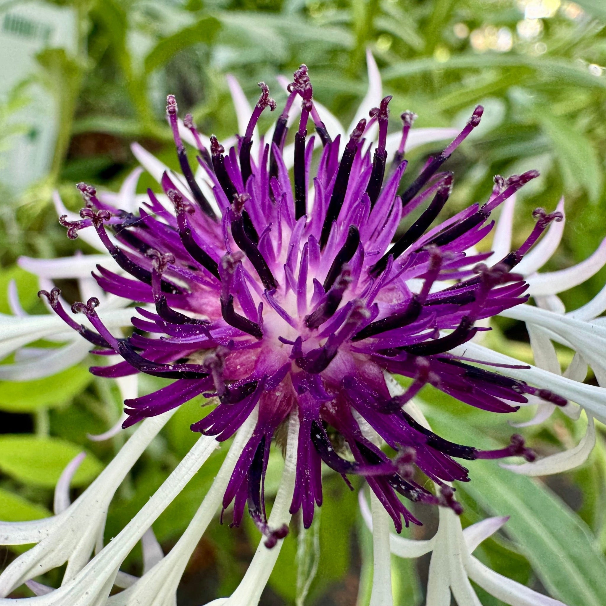 Centaurea montana Amethyst on Ice 9cm/2L