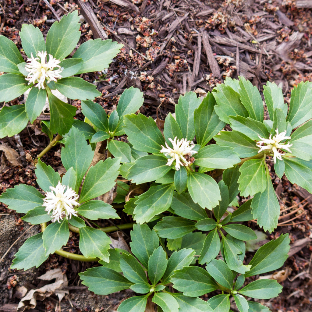 Pachysandra terminalis 'Green Carpet' 9cm