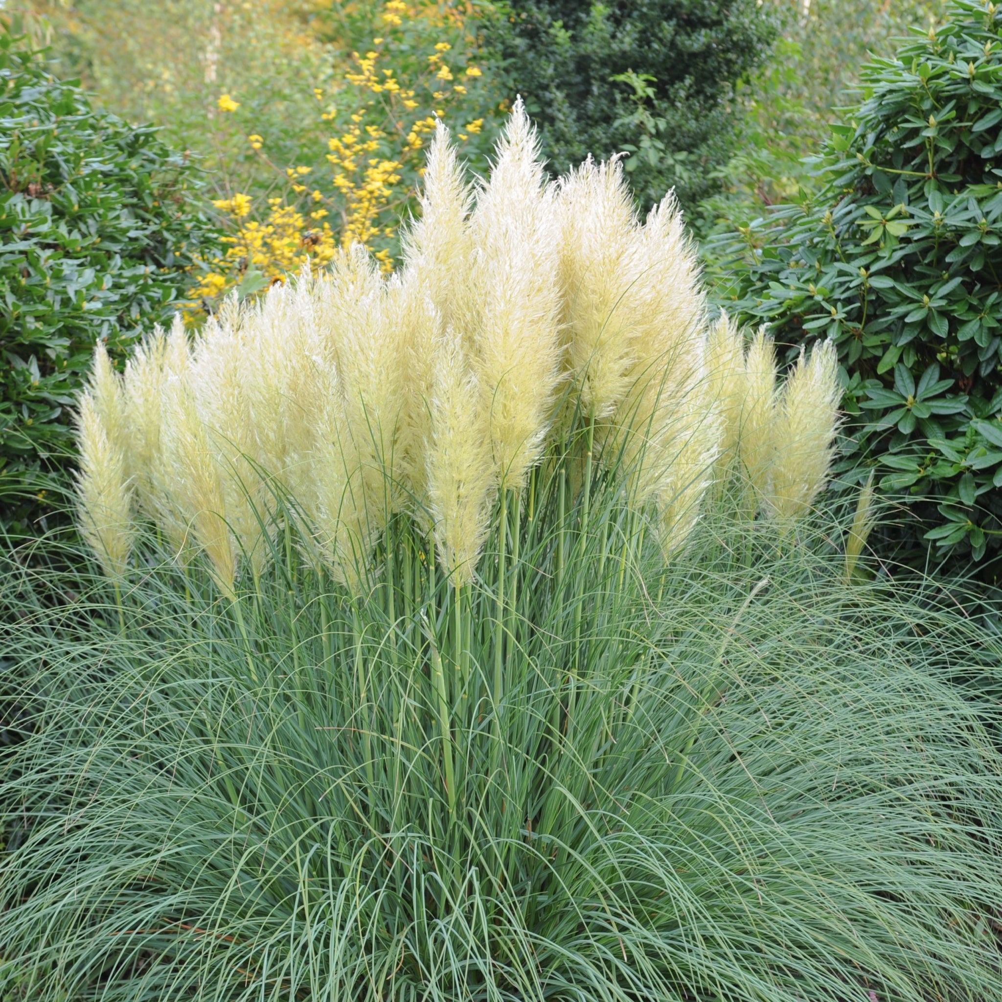 Pampas Grass - Cortaderia selloana White Plume - 40-60cm