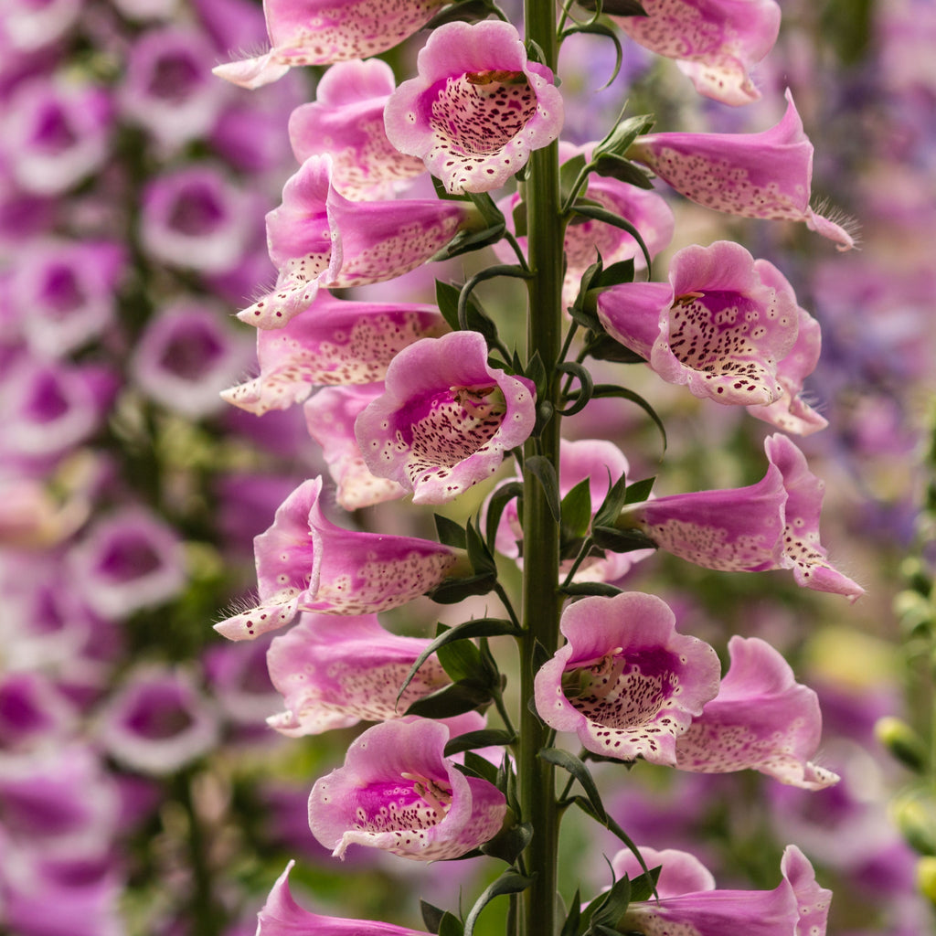 Foxgloves Digitalis 'Rose Ivory' 3L