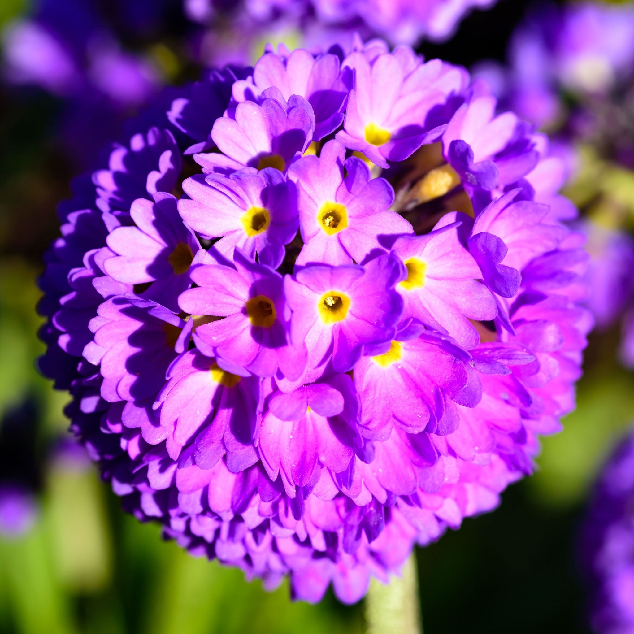 Primula denticulata Lilac (Drumstick Primrose) 9cm/1.5L