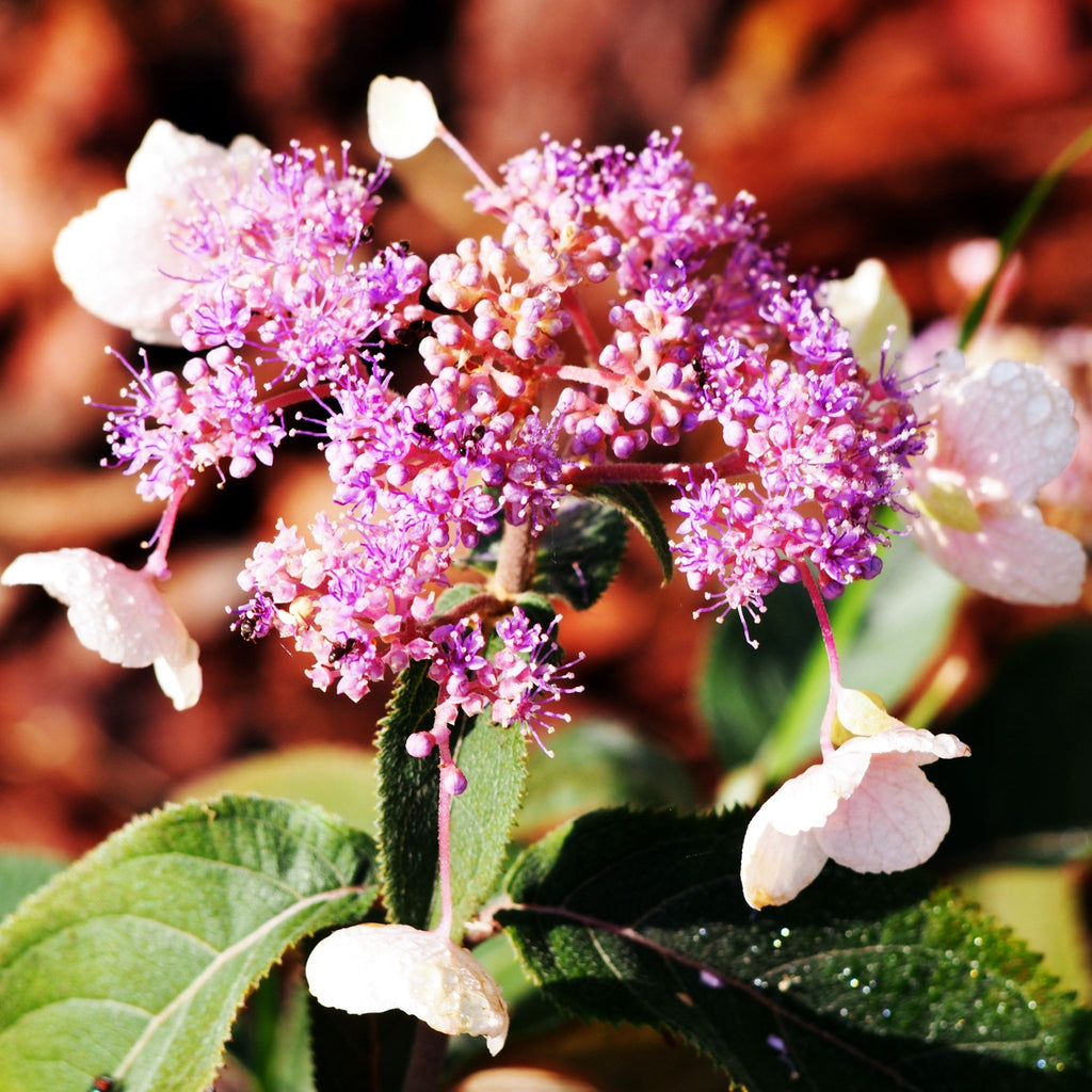 Hydrangea aspera 'Hot Chocolate' 9cm