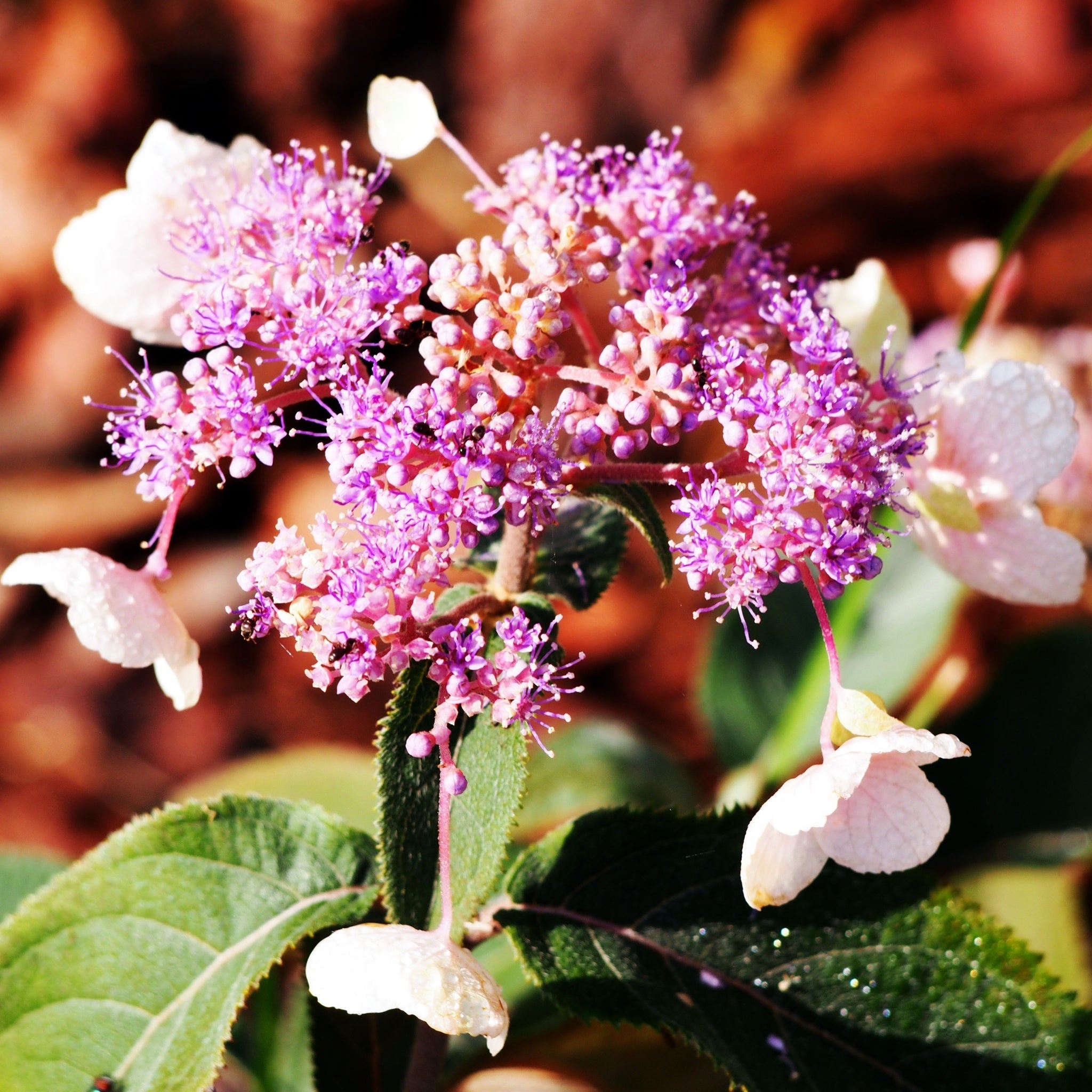 Hydrangea aspera 'Hot Chocolate' 9cm